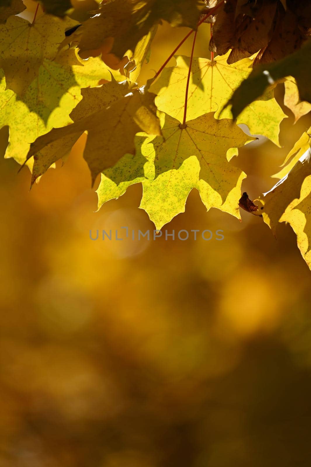 Autumn background. Beautiful colorful leaves of trees in nature. Autumn time. by Montypeter