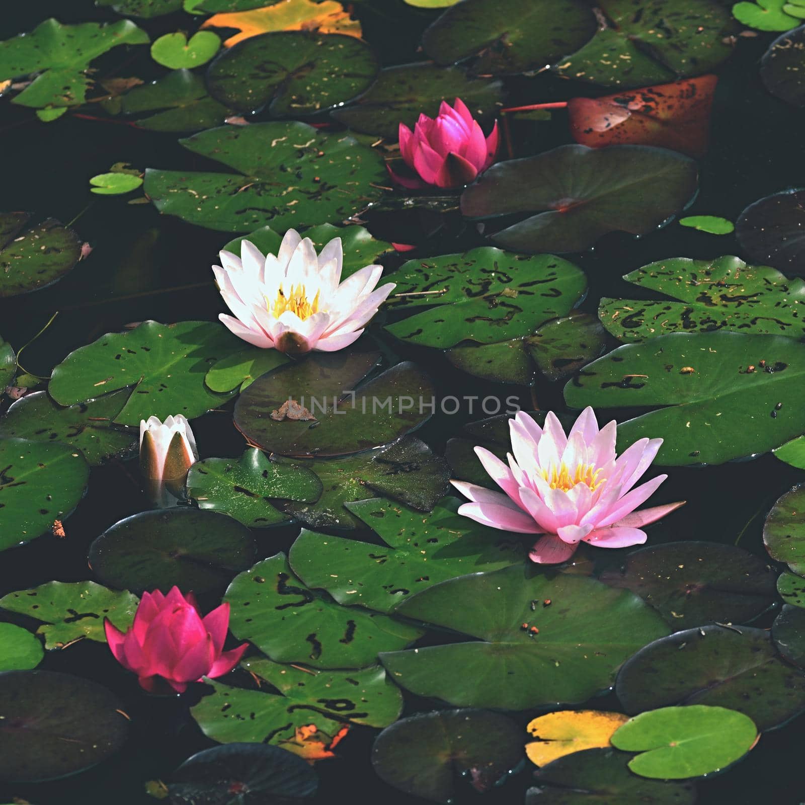 Flower. Beautiful blooming water lily on the water surface. Natural colorful blurred background. (Nymphaea)