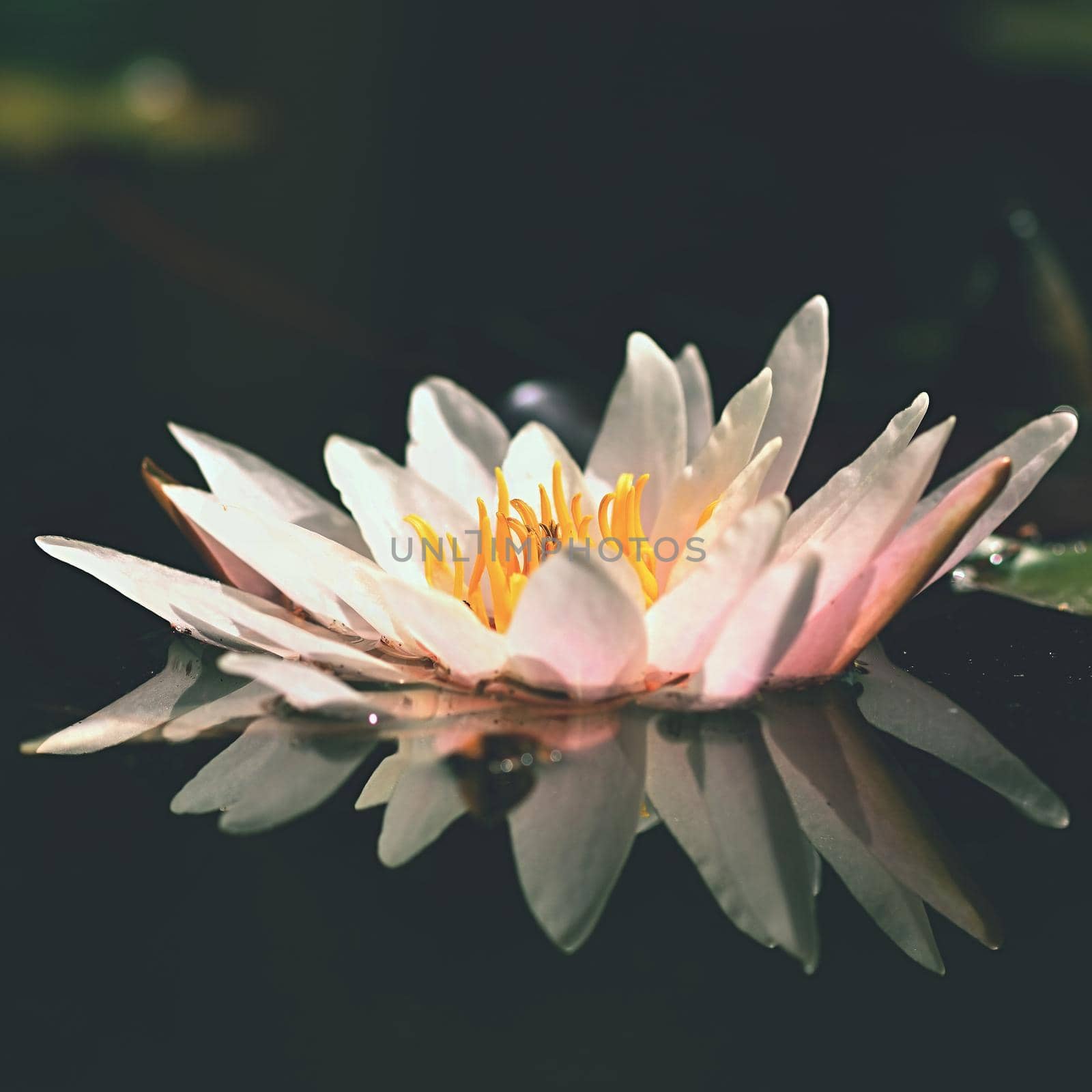 Flower. Beautiful blooming water lily on the water surface. Natural colorful blurred background. (Nymphaea) by Montypeter