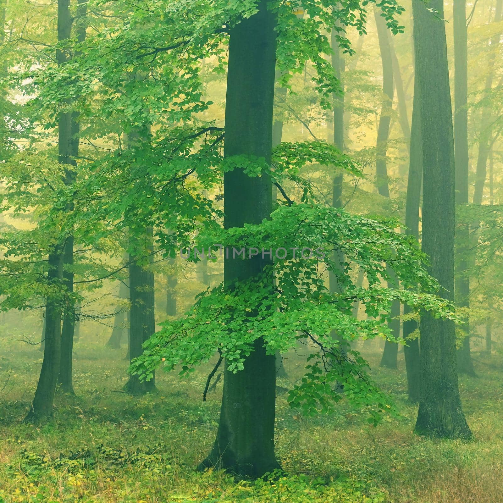 Autumn forest. Natural colorful background with trees and fog in the forest ..