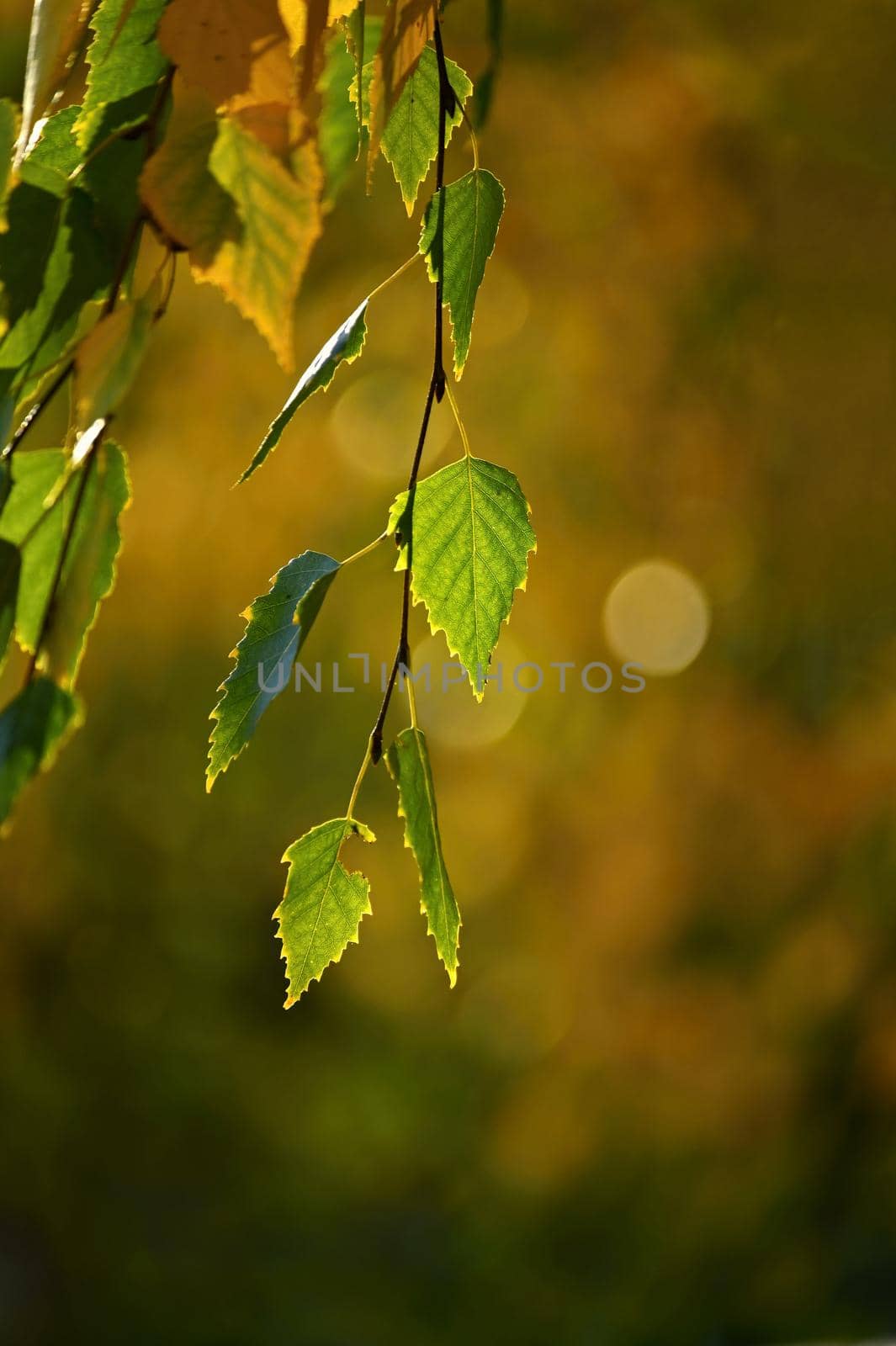 Autumn. Beautiful colorful leaves on trees in autumn time. Natural seasonal color background.  by Montypeter