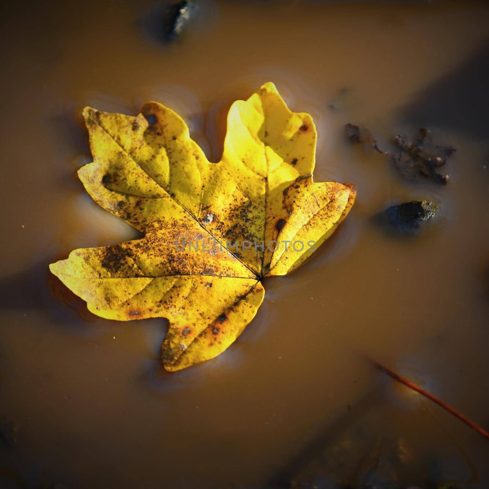 Autumn nature concept. Beautiful yellow leaf in a pool of water.