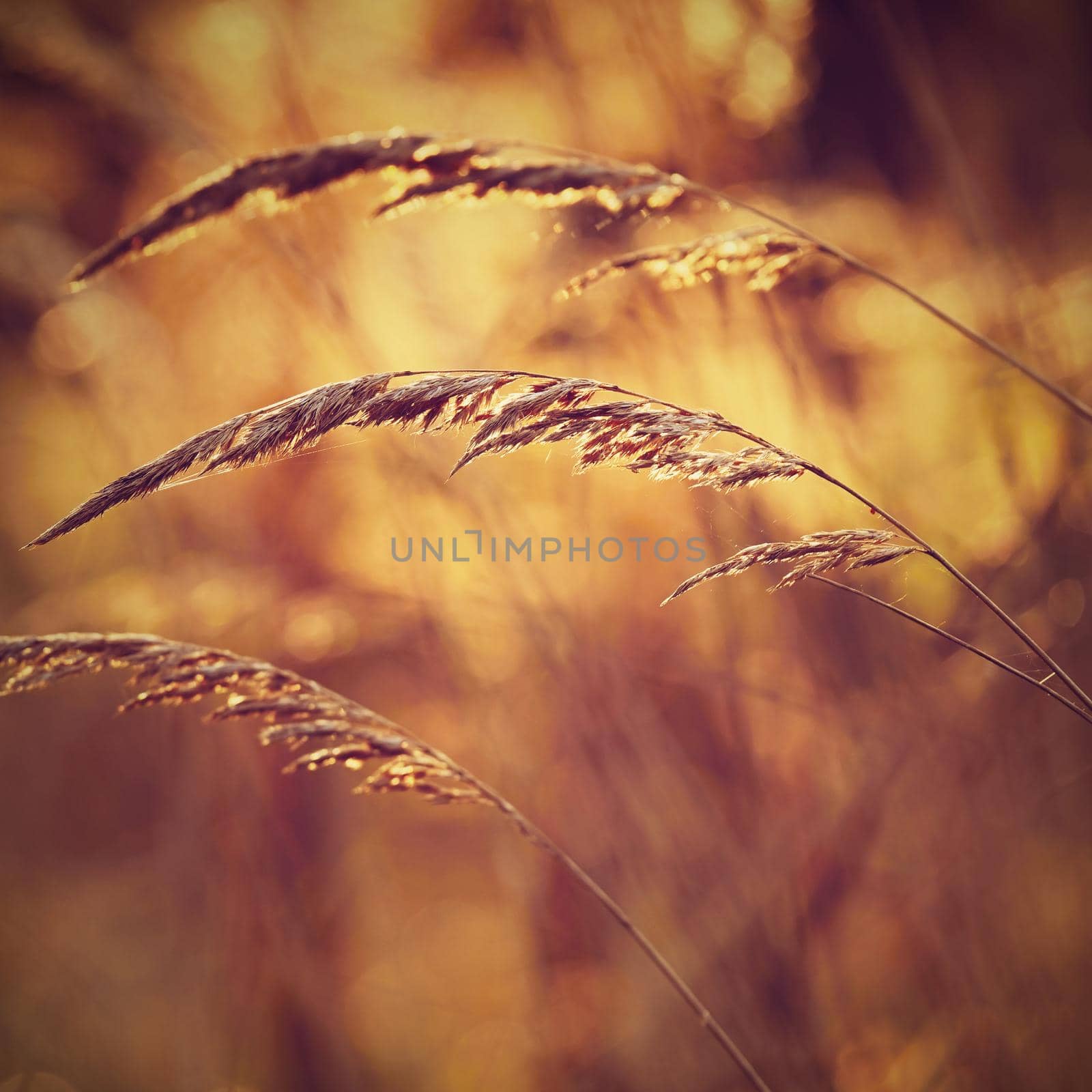 Autumn nature concept. Beautiful blades of grass. Natural colorful background. by Montypeter