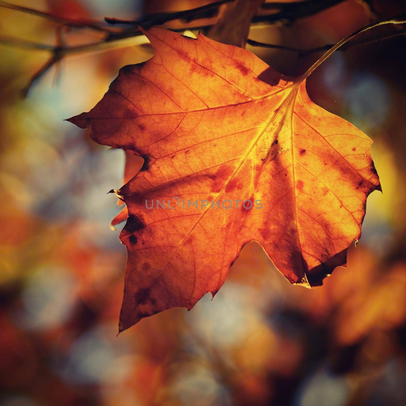 Autumn. Beautiful colorful leaves on trees in autumn time. Natural seasonal color background. 