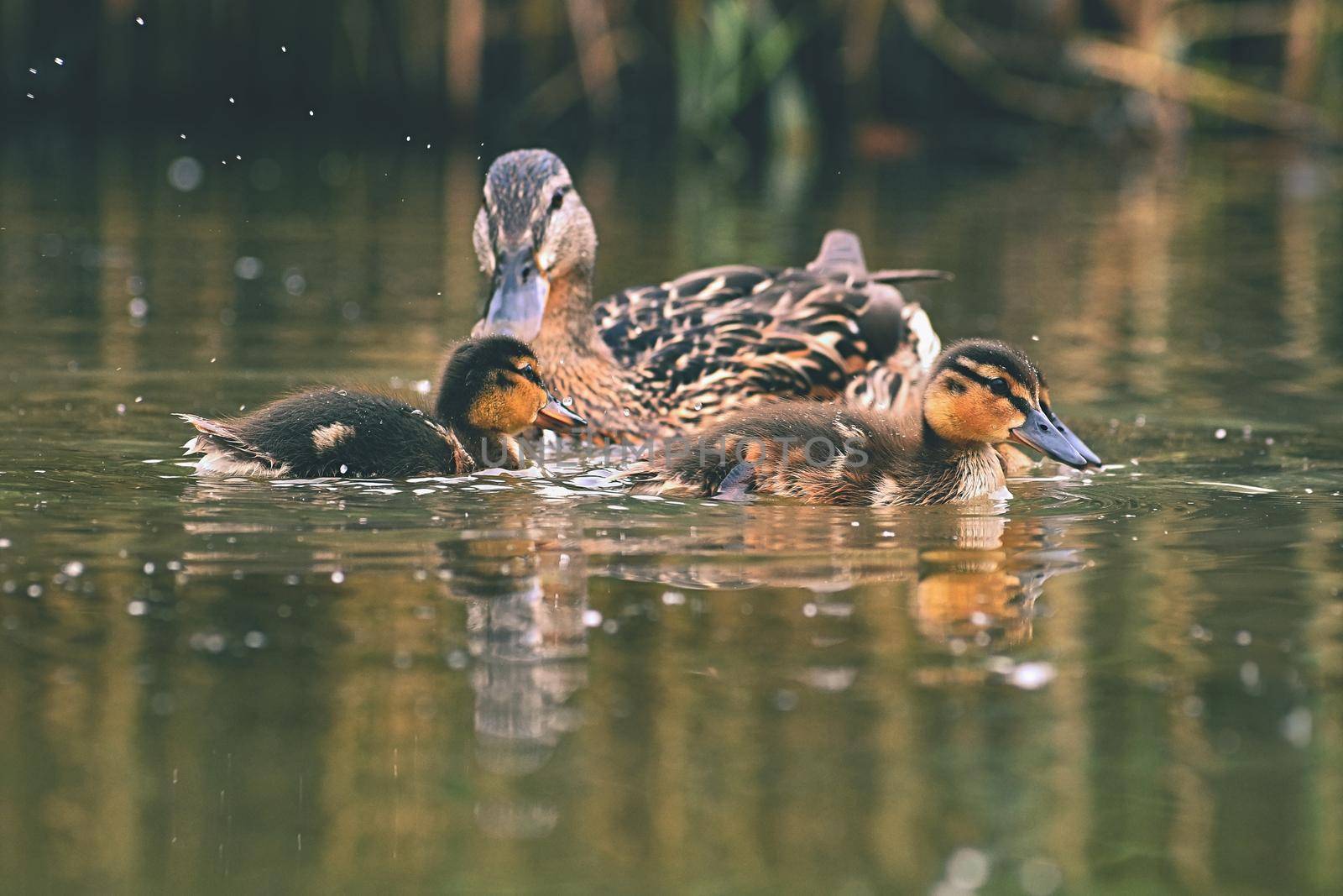 Small ducks on a pond. Fledglings mallards.(Anas platyrhynchos)