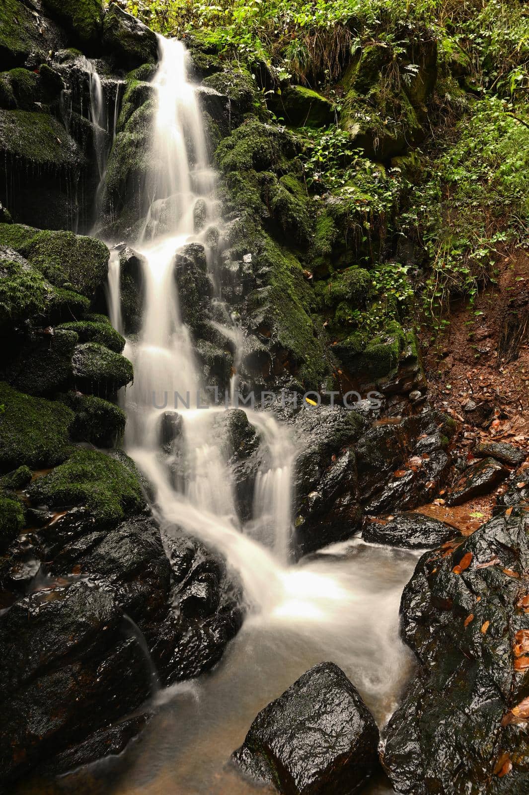 Nature - beautiful small waterfall on the creek. Natural colorful background with running water over stones in the forest. by Montypeter