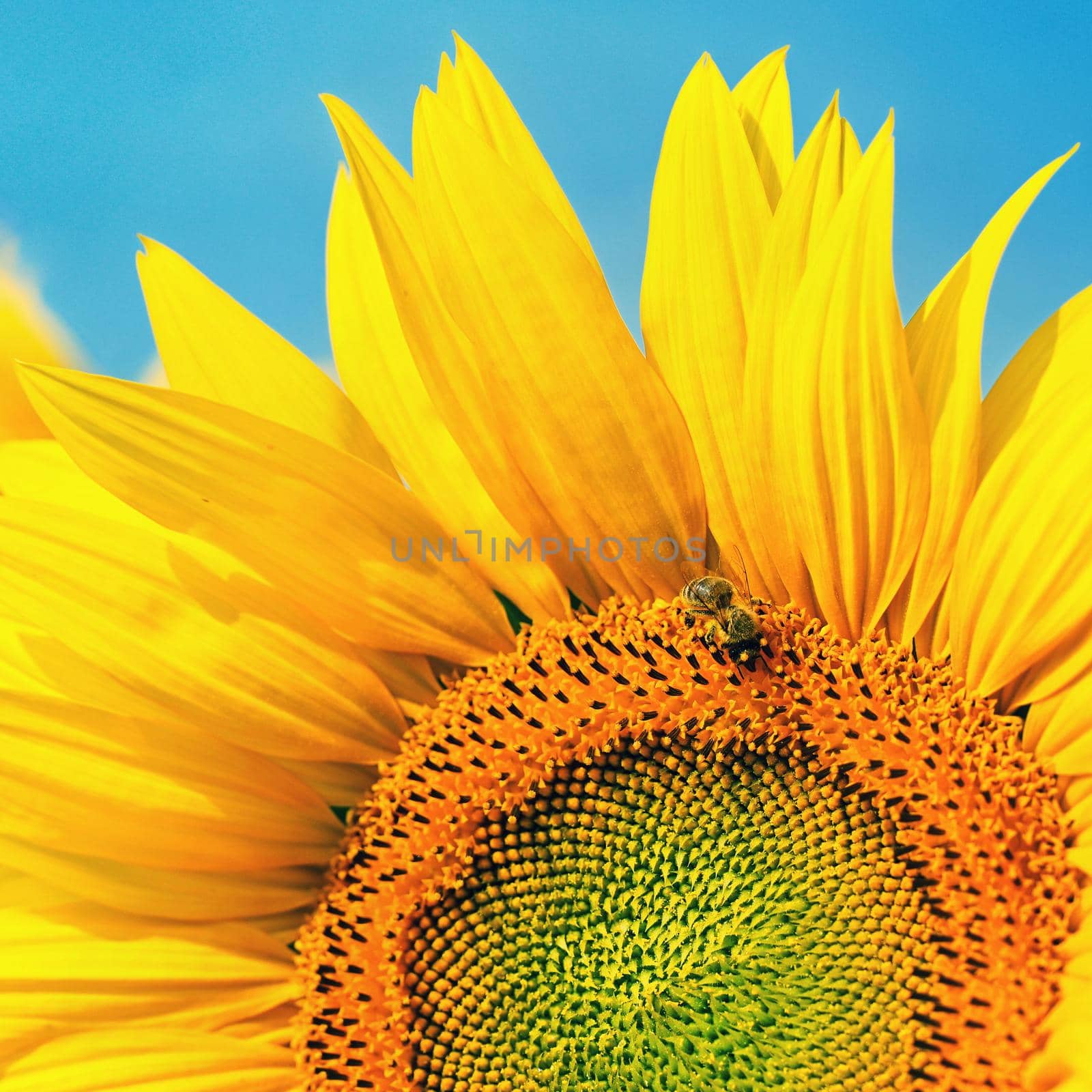 Beautiful yellow flowers - sunflower with bee. Traditional colorful summer background. (Helianthus)