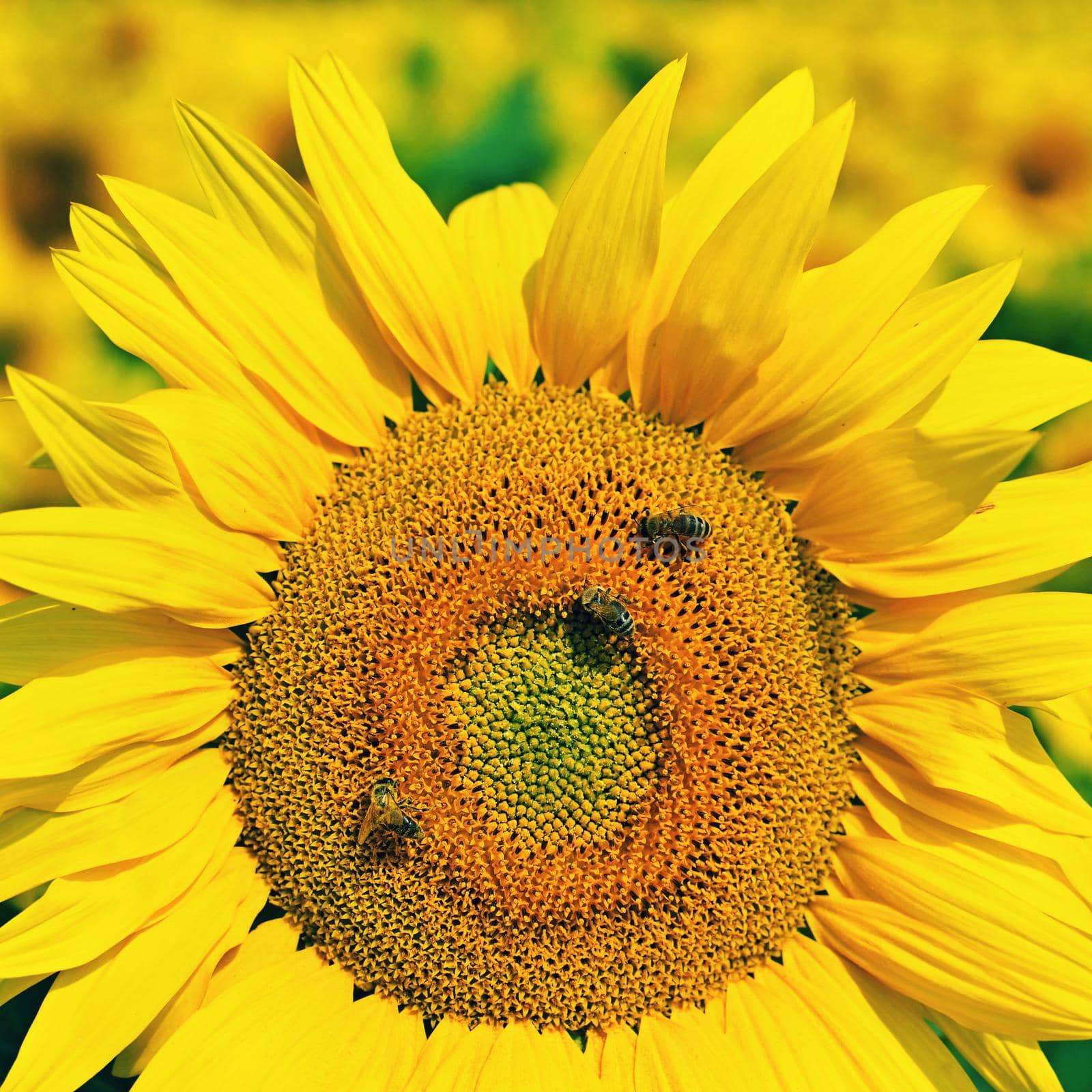 Beautiful yellow flowers - sunflower with bee. Traditional colorful summer background. (Helianthus) by Montypeter