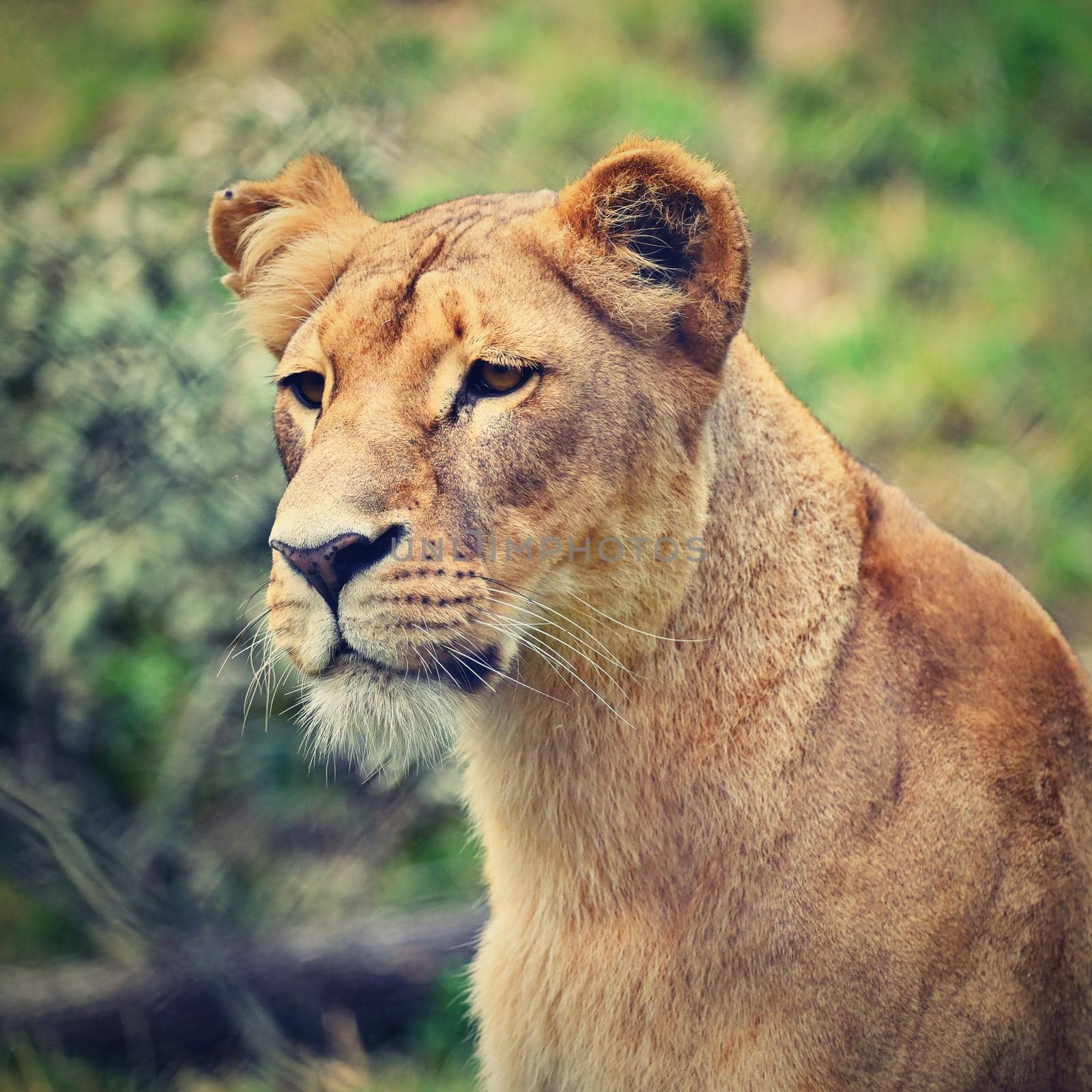 Animal - beautiful lioness. Colorful nature background.