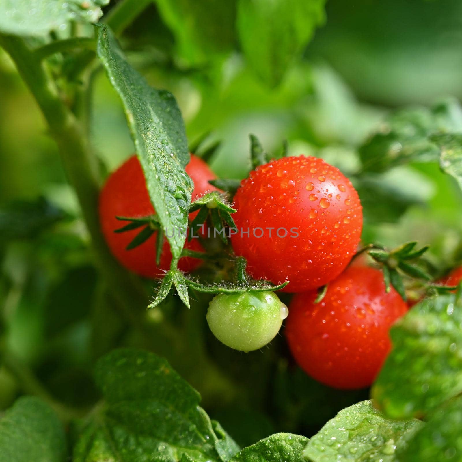 Beautiful fresh little cherry tomatoes on a tree. by Montypeter