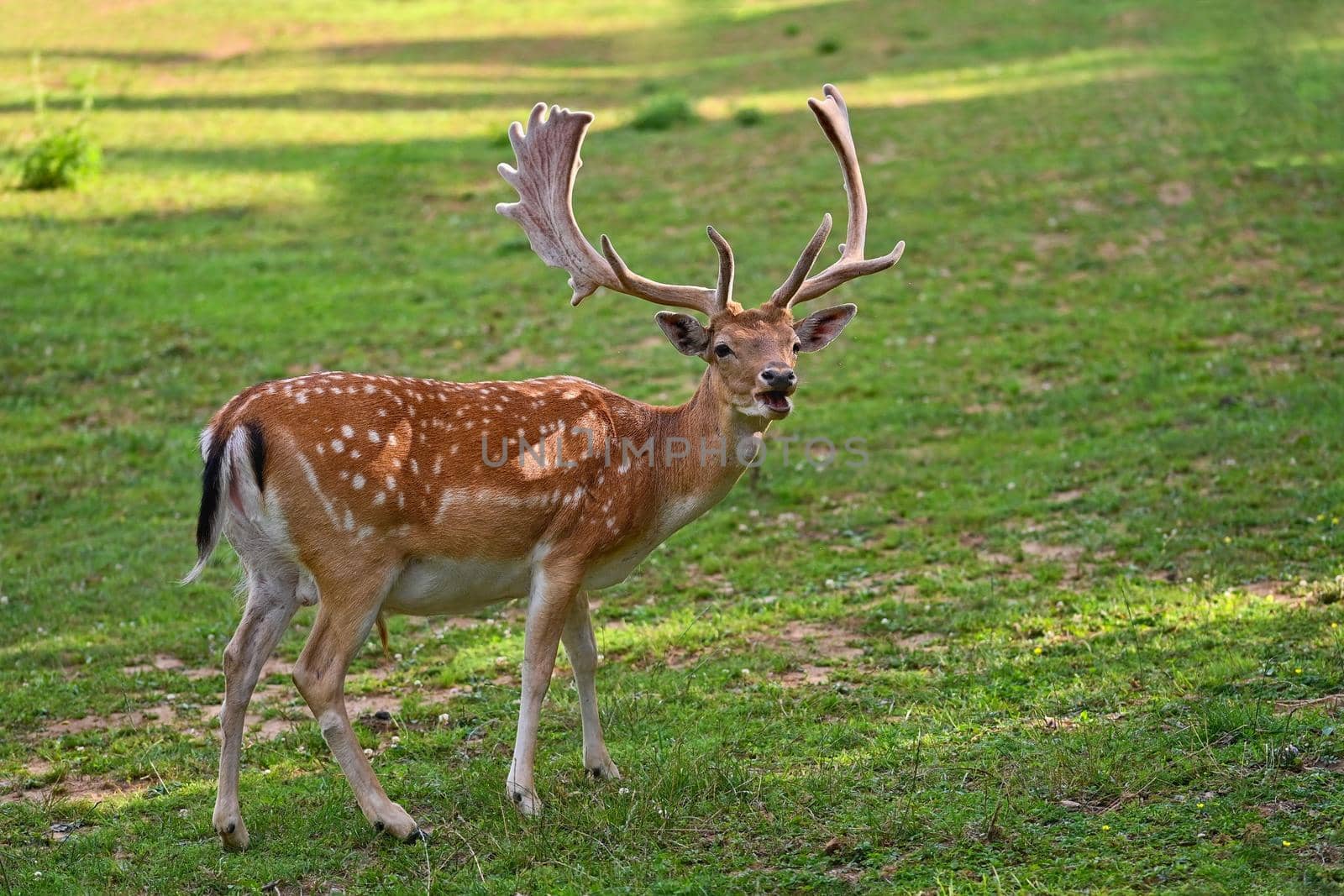 Beautiful animal in a wild  nature. Fallow deer (Dama dama) Colorful natural background