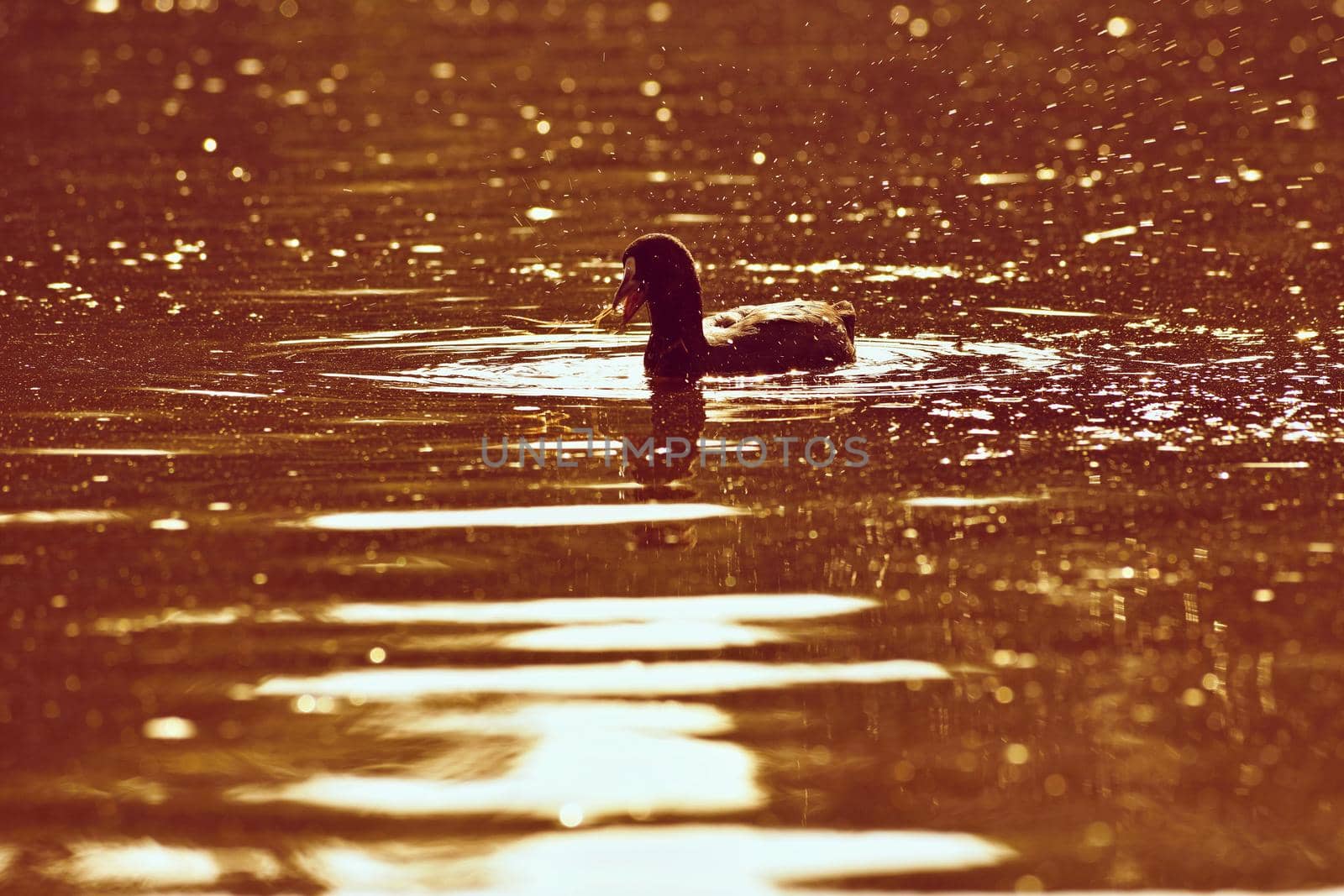 A beautiful black wild duck floating on the surface of a pond (Fulica atra, Fulica previous)