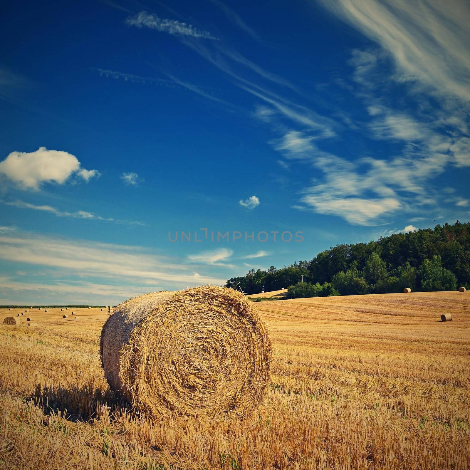 Beautiful summer landscape. Agricultural field. Round bundles of dry grass in the field with bleu sky and sun. Hay bale - haystack. by Montypeter