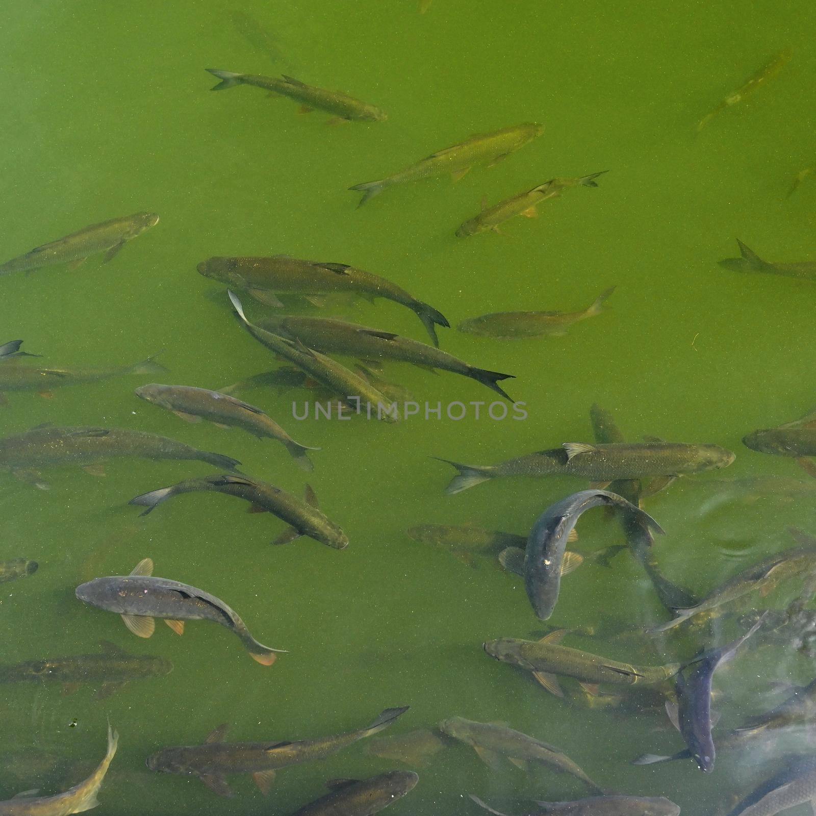Fish in water. Common carp (Cyprinus carpio) Concept for sport fishing and animals in nature. by Montypeter