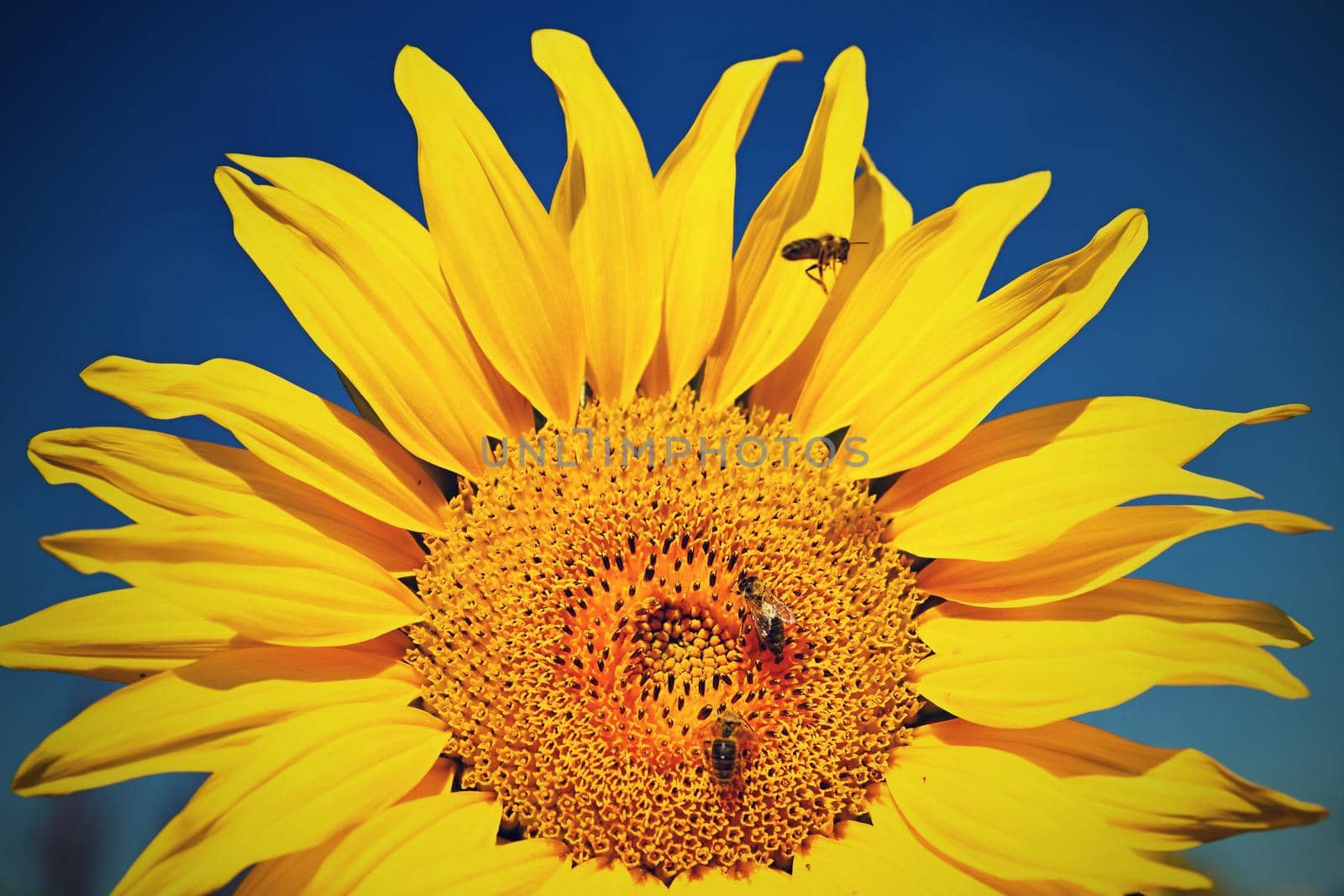 Sunflowers blooming in farm - field with blue sky Beautiful natural colored background. Nature.