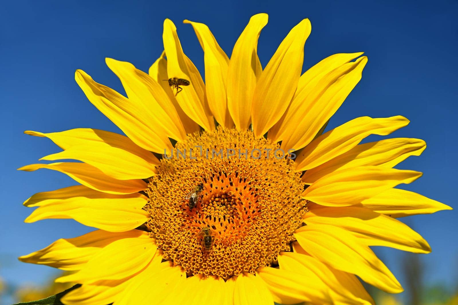 Sunflowers blooming in farm - field with blue sky Beautiful natural colored background. Nature.