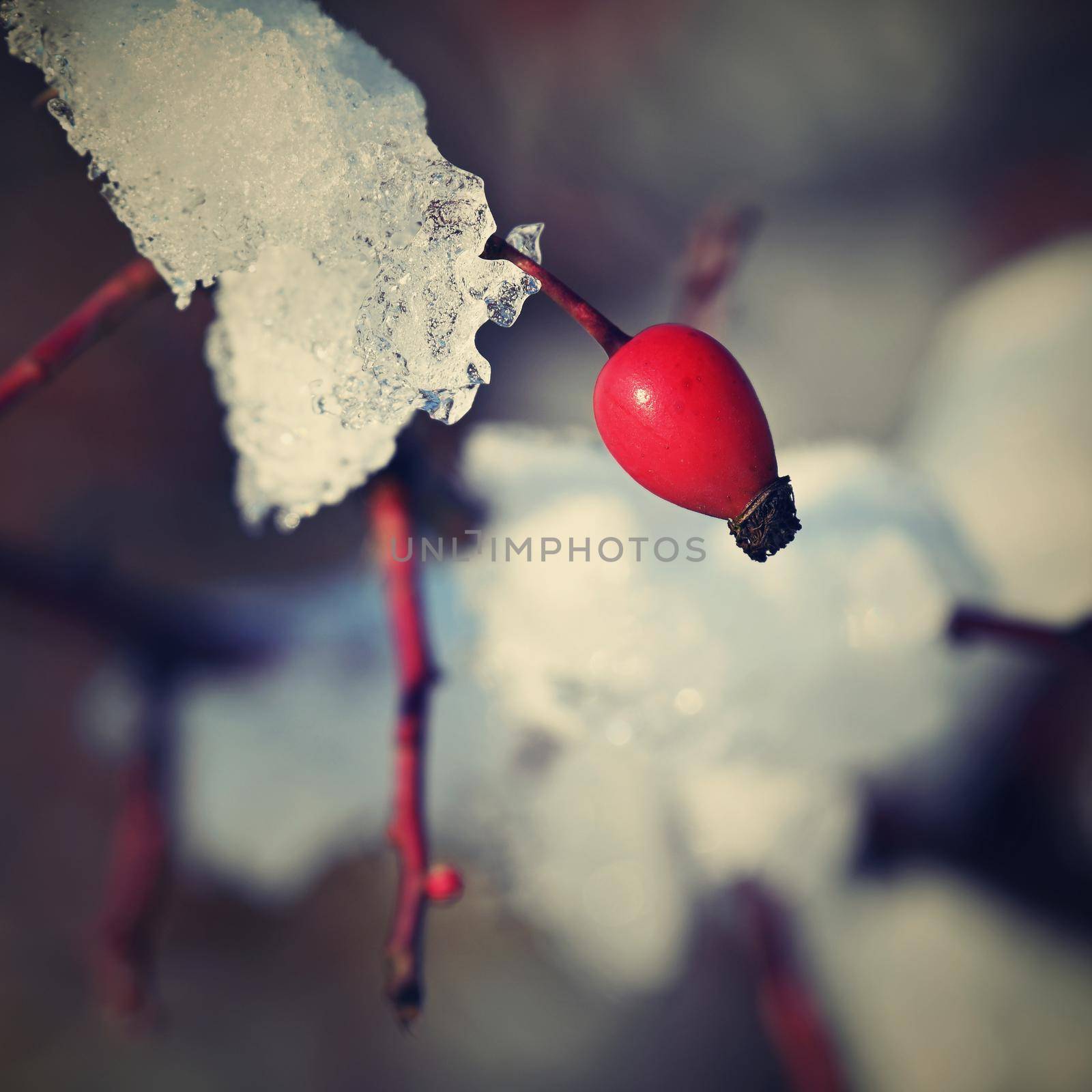 Frost on branches. Beautiful winter seasonal natural background.frost rosehip bushes by Montypeter