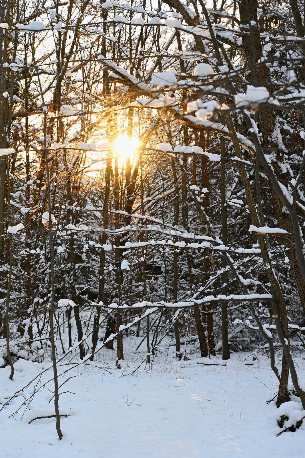 Winter landscape. Frost and snow on branches. Beautiful winter seasonal natural background.