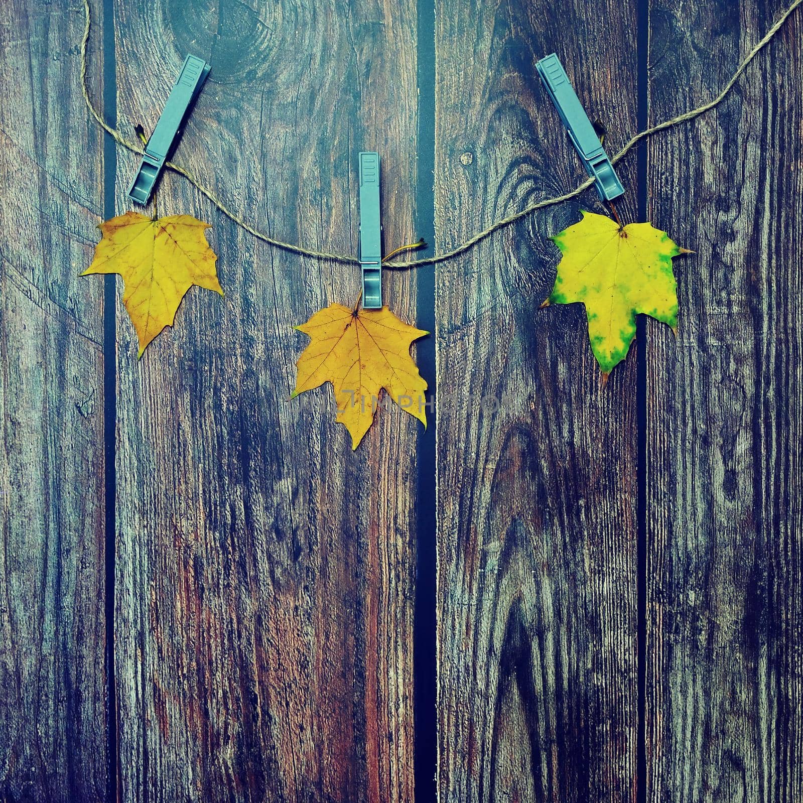 Autumn background with colored leaves on wooden board. Flat lay, top view, copy space.