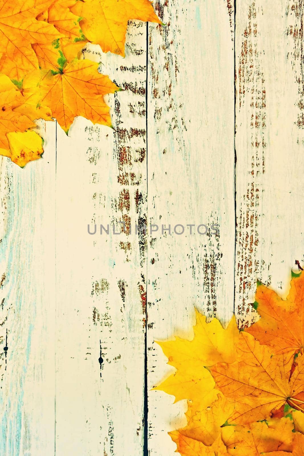 Autumn background with colored leaves on wooden board. Flat lay, top view, copy space.