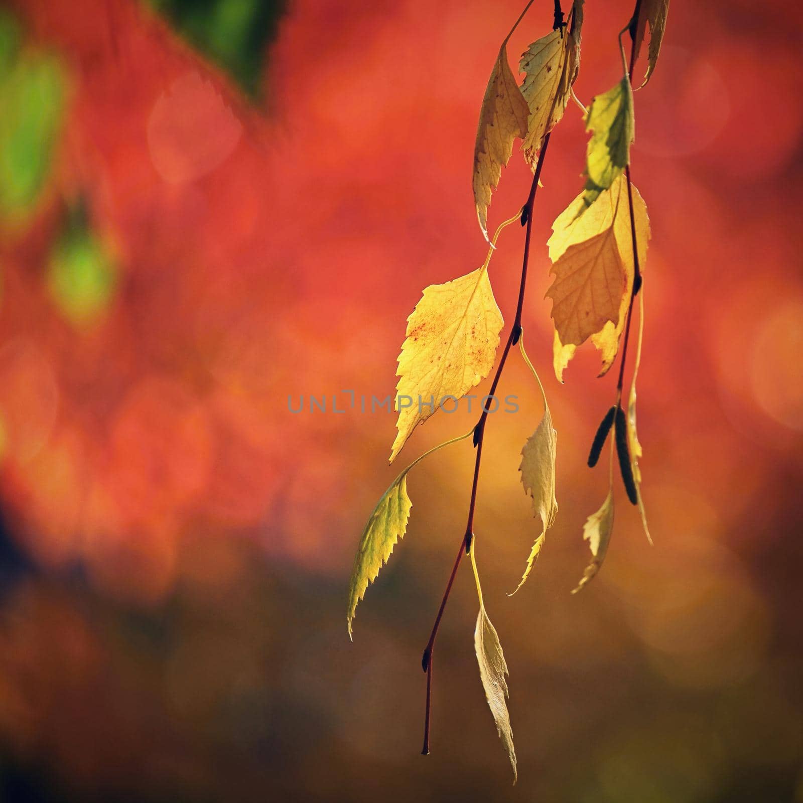 Seasonal nature concept. Autumn colorful leaves on trees. Beautiful natural colorful background.