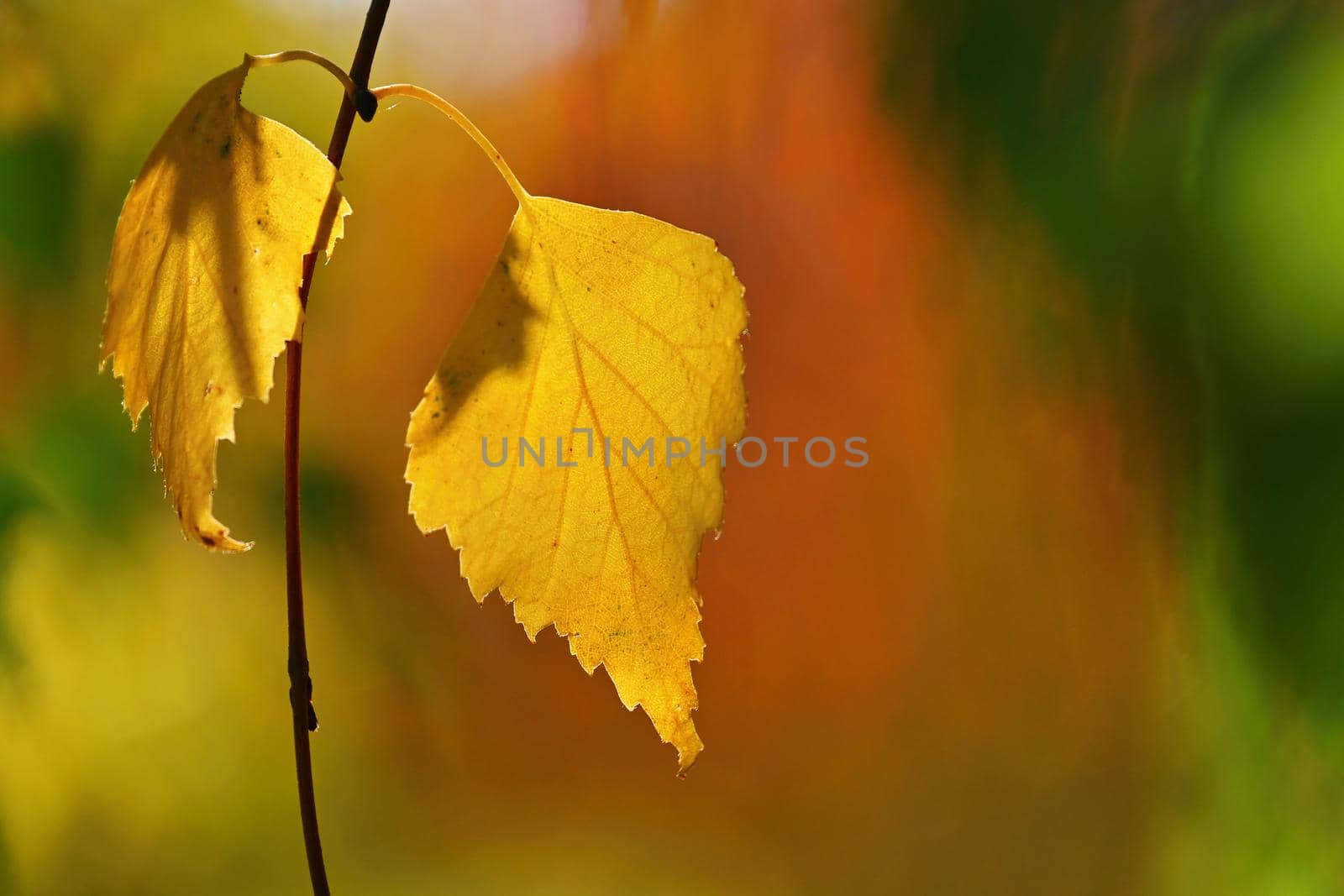 Seasonal nature concept. Autumn colorful leaves on trees. Beautiful natural colorful background.