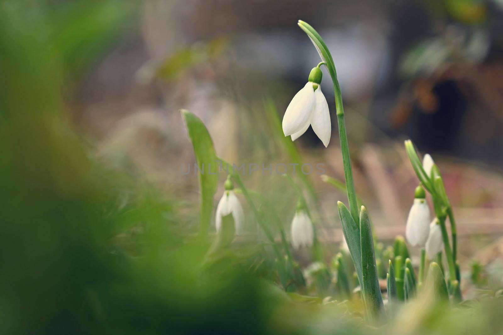 Snowdrops - Beautiful white spring flowers. The first flowering plants in spring. Natural colorful background. (Galanthus nivalis)