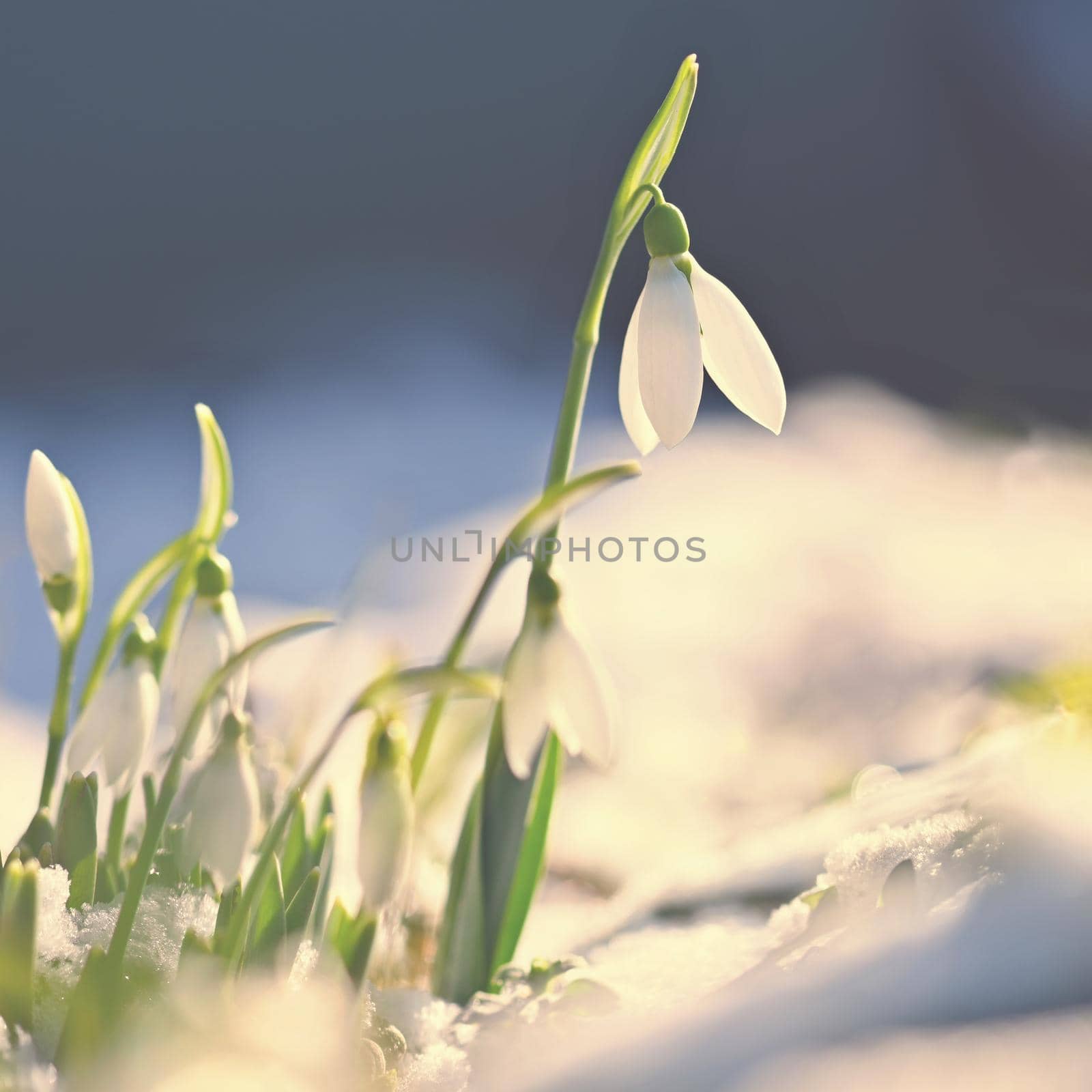 Snowdrops - Beautiful white spring flowers. The first flowering plants in spring. Natural colorful background. (Galanthus nivalis)