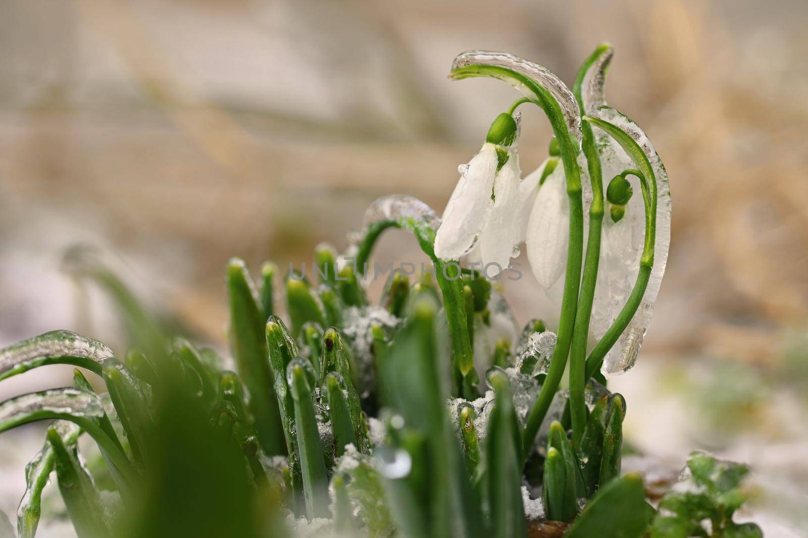 Ice and frozen snowdrops - Beautiful white spring flowers. The first flowering plants in spring. Natural colorful background. (Galanthus nivalis)