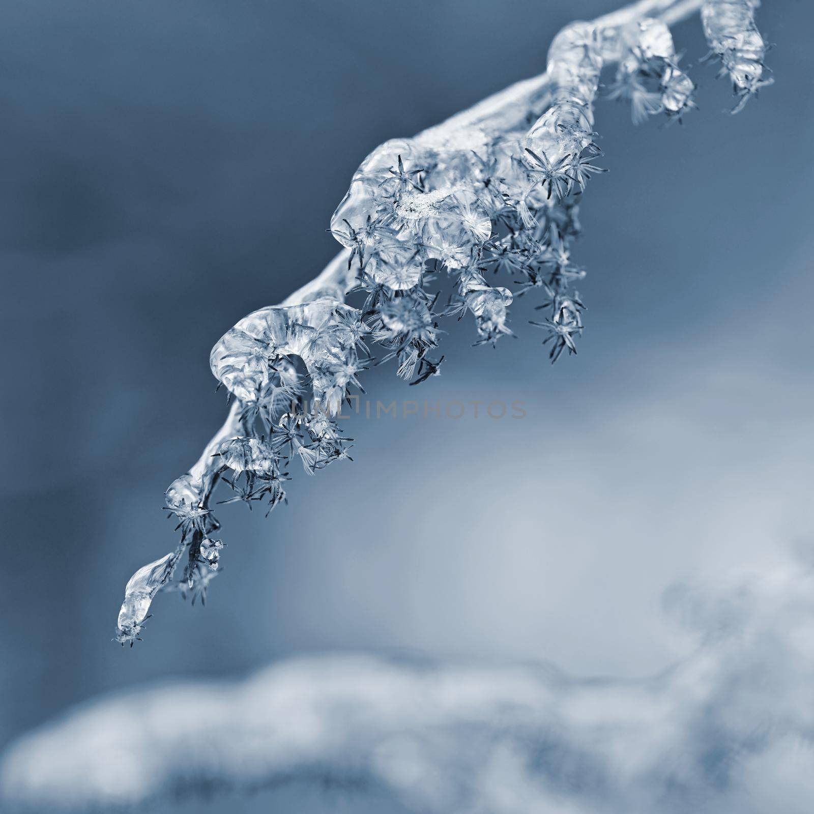 Winter landscape. Frost on branches. Beautiful winter seasonal natural background.