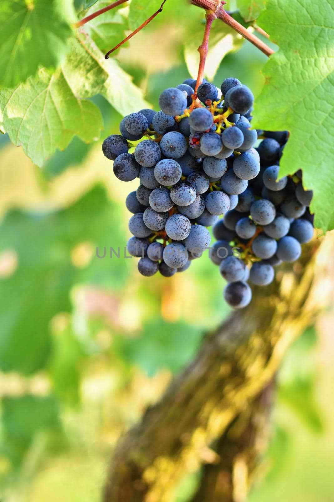 Vineyards at sunset in autumn harvest. Ripe grapes.Wine Region, Southern Moravia - Czech Republic. Vineyard under Palava. by Montypeter