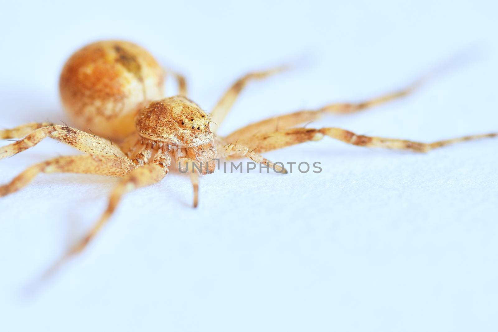 Predatory spider isolated on white background.