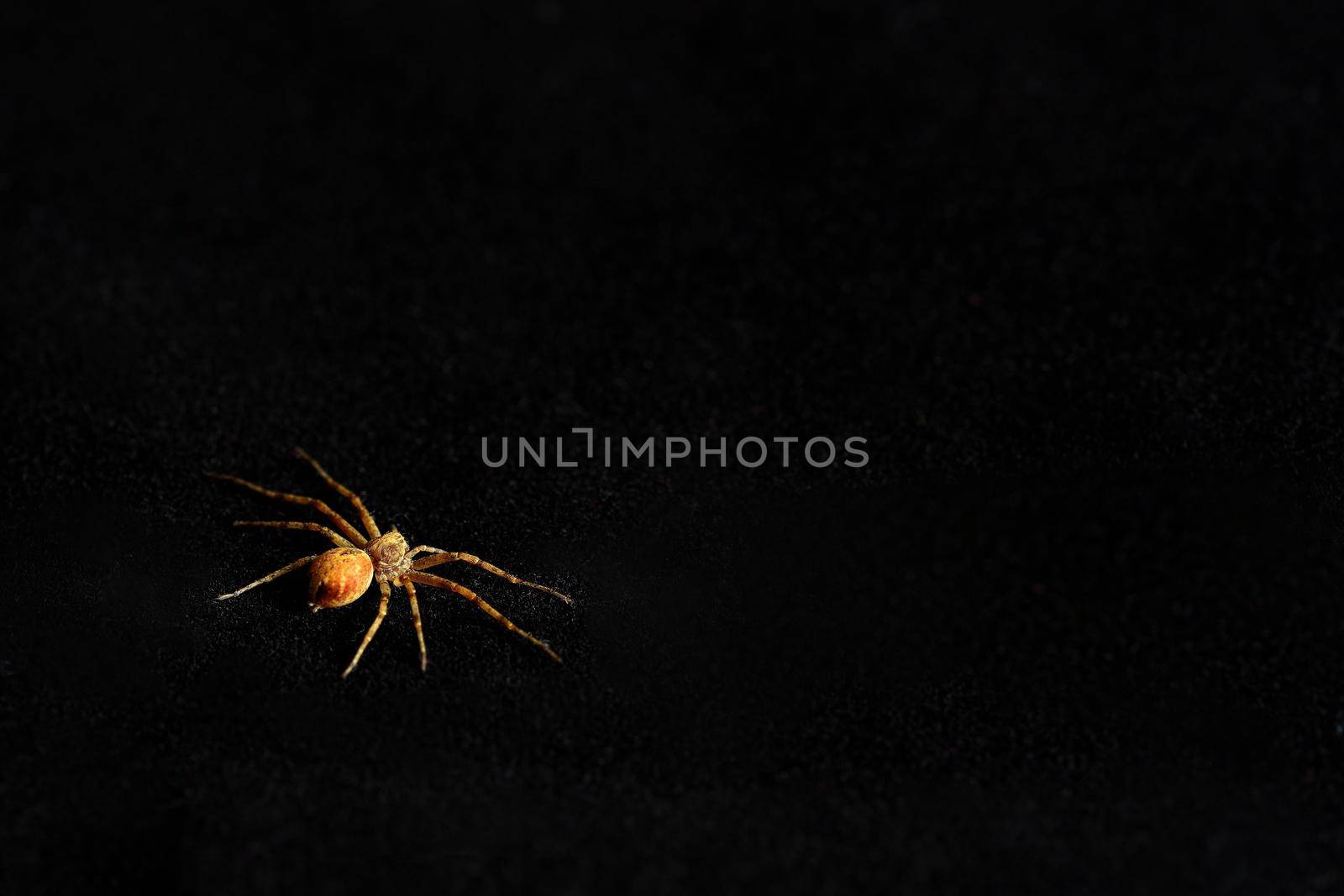Predatory spider isolated on black background