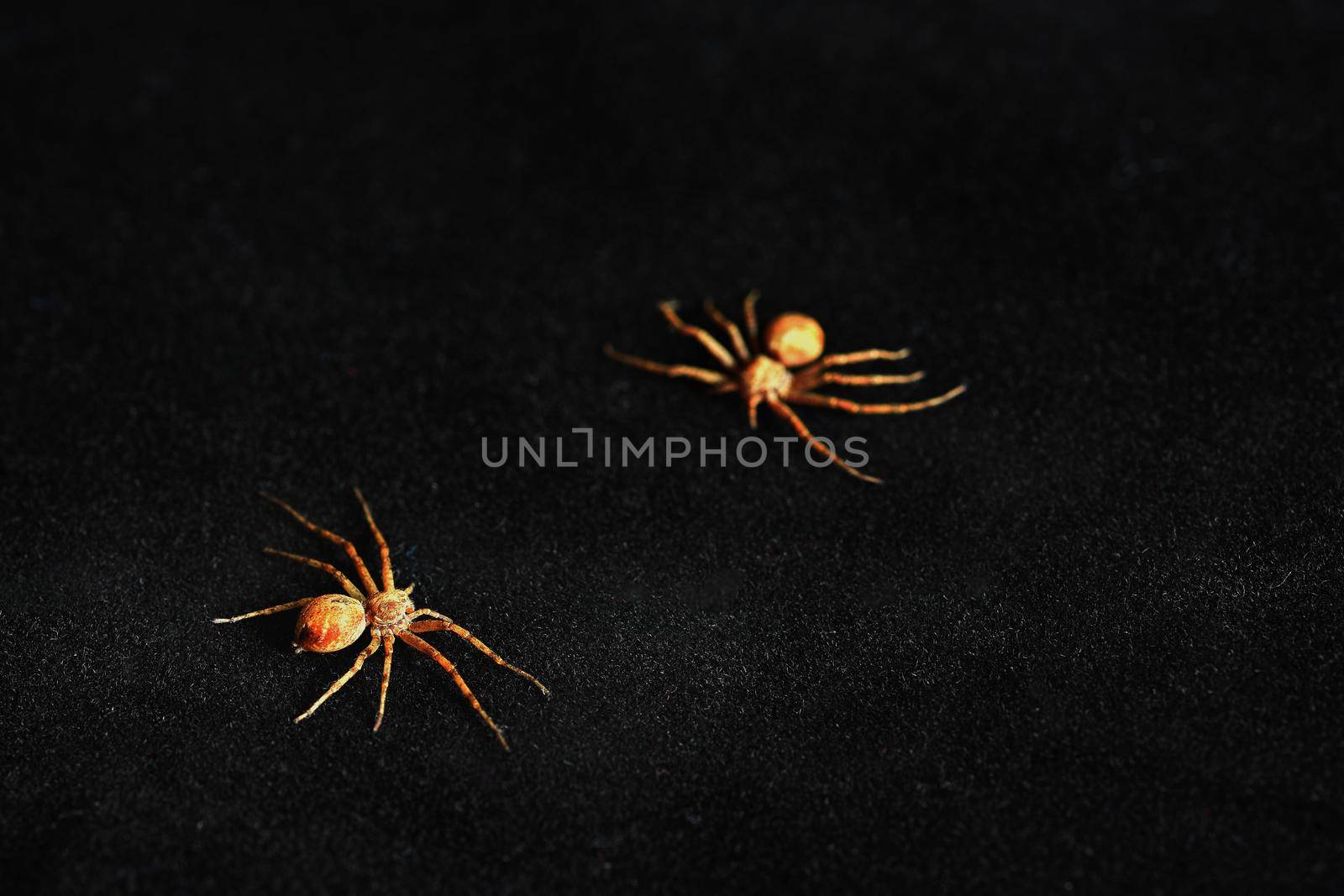 Predatory spider isolated on black background