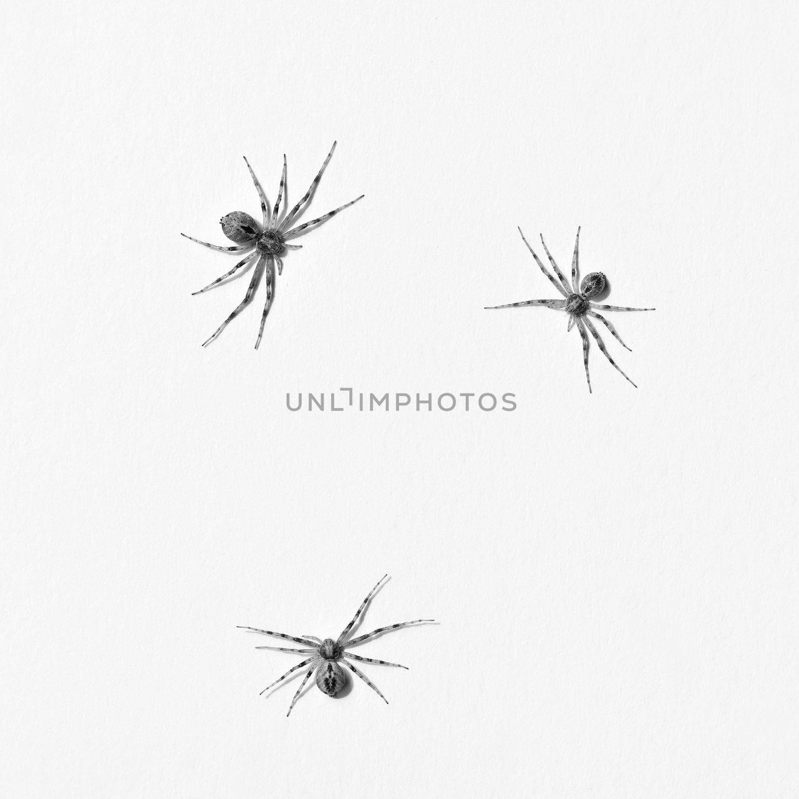 Predatory spider isolated on white background.