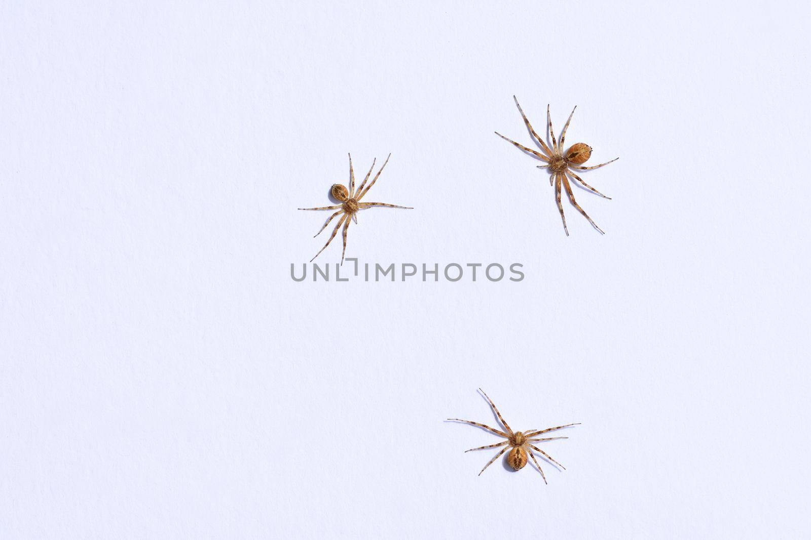 Predatory spider isolated on white background.