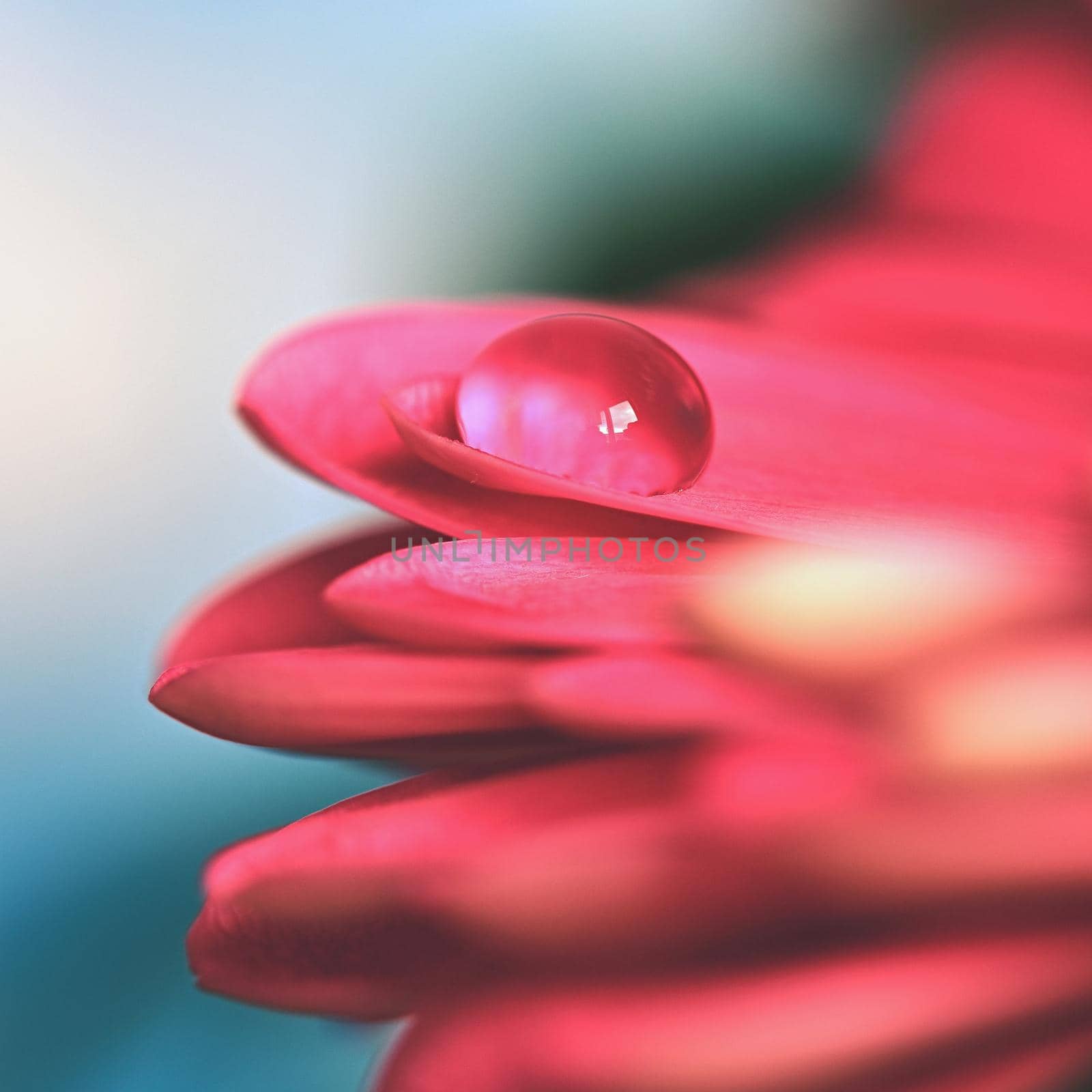 Spring flower. Beautiful macro shot of water droplets. Natural colored background.