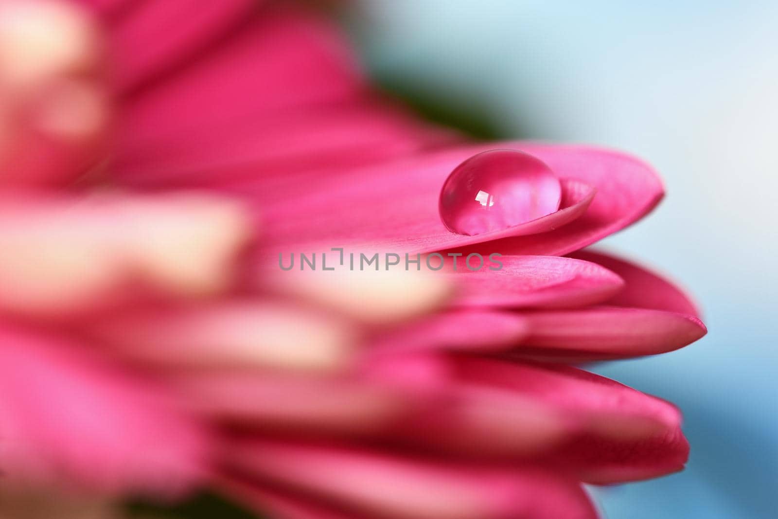 Spring flower. Beautiful macro shot of water droplets. Natural colored background.