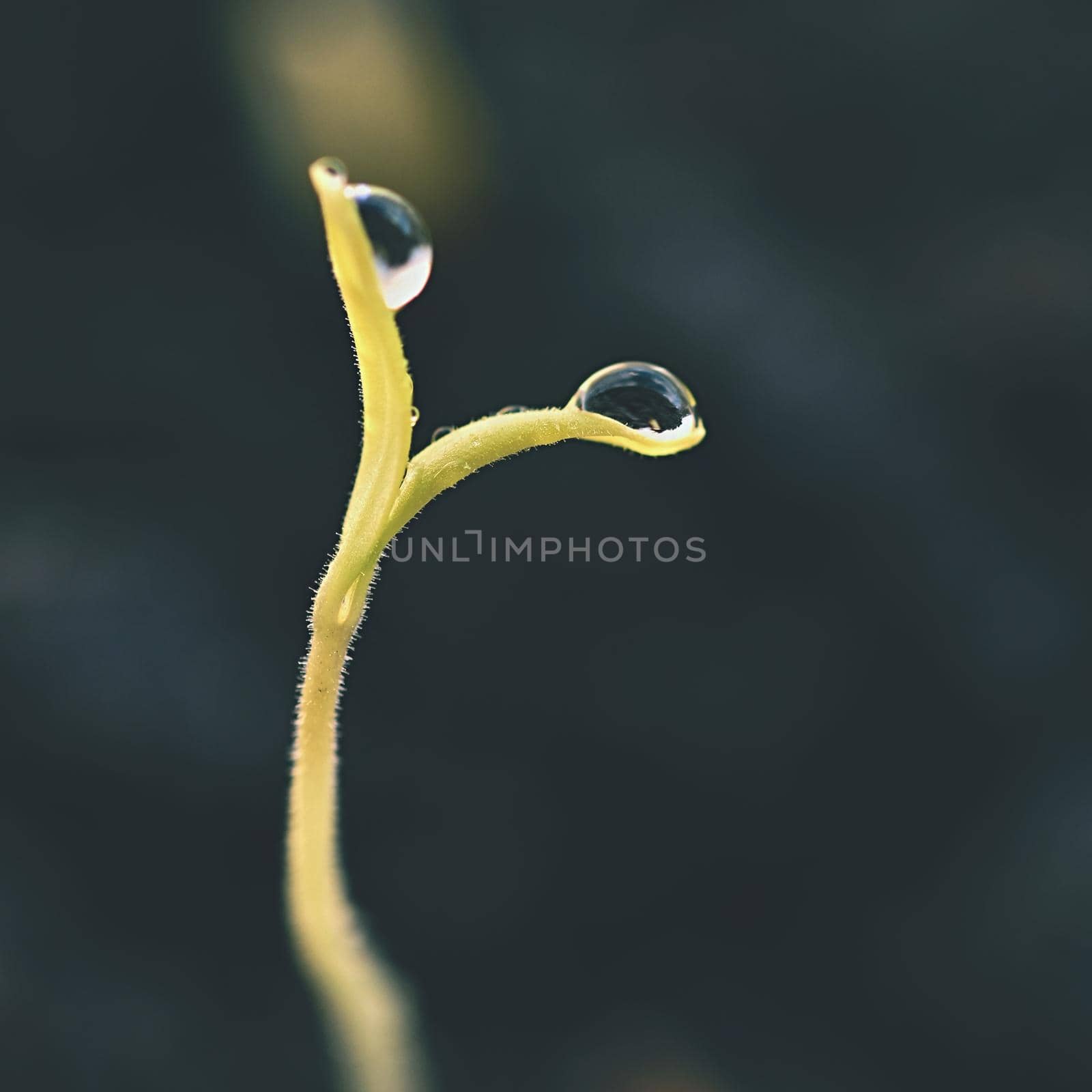 Green sprout growing from ground. Dewy young leaves sprouting plants. Spring background - garden.