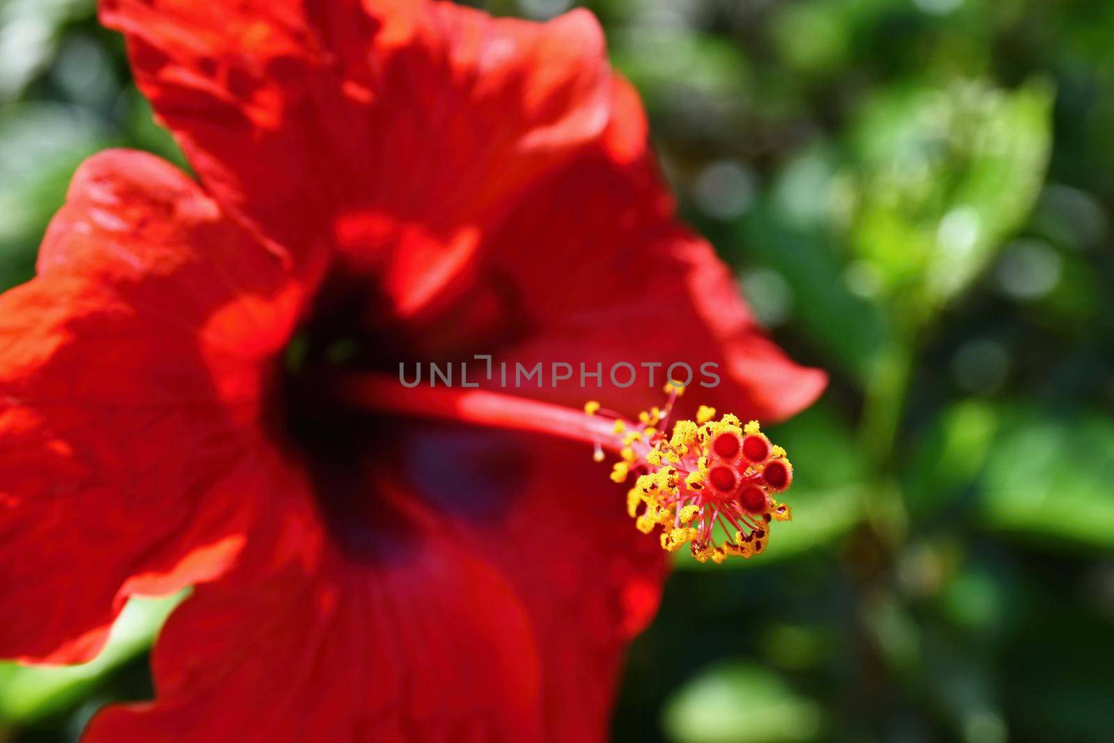 Beautiful red flowering hibiscus