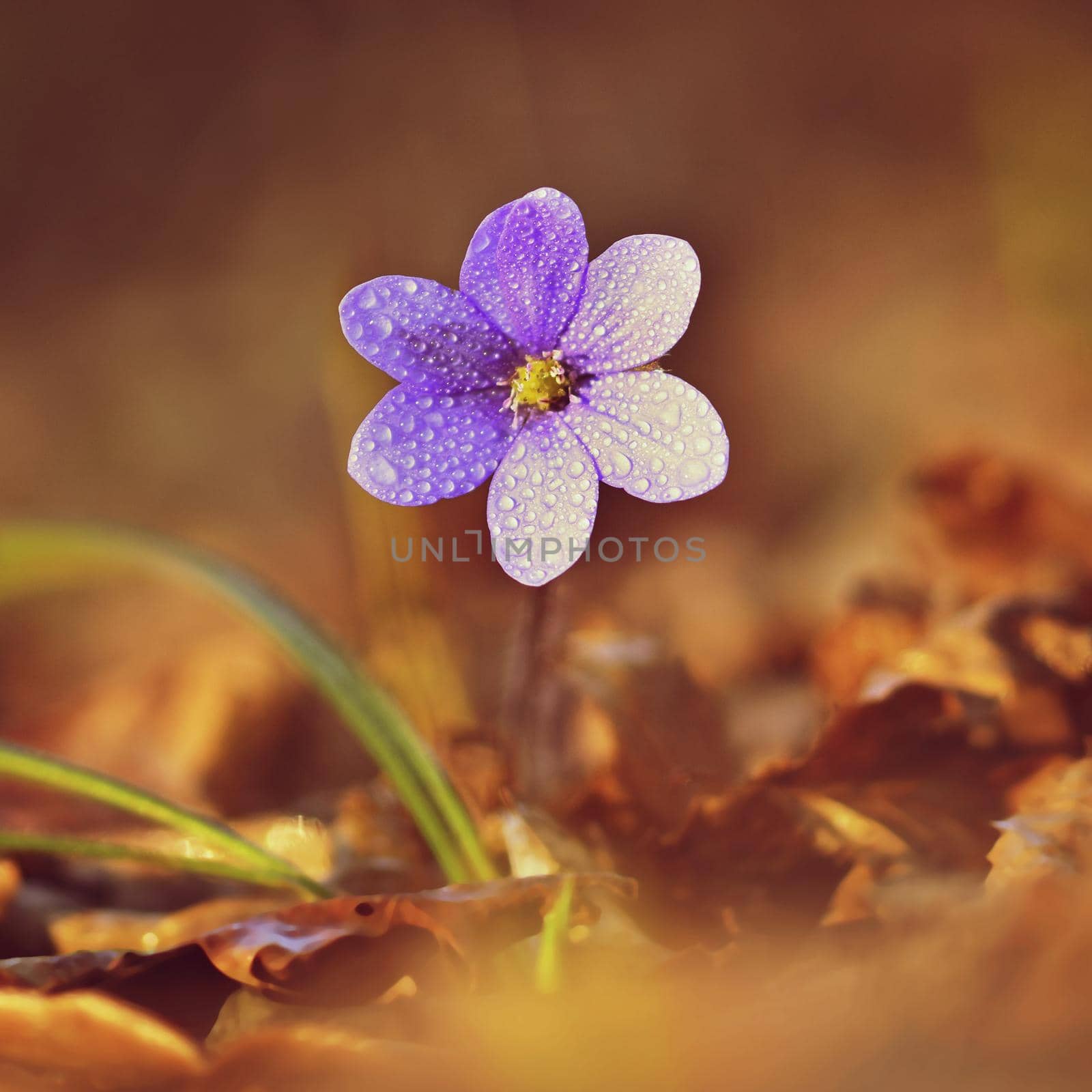 Spring flower. Beautiful blooming first small flowers in the forest. Hepatica. (Hepatica nobilis) by Montypeter