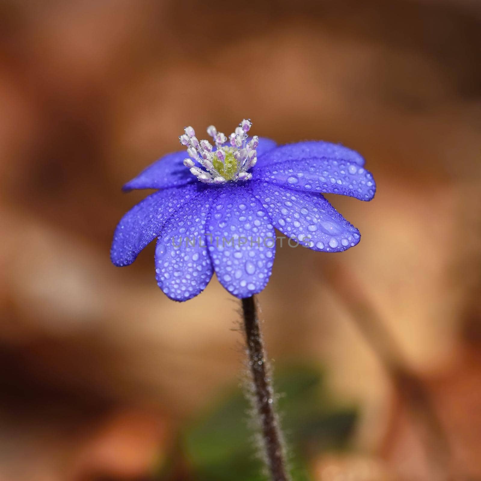 Spring flower. Beautiful blooming first small flowers in the forest. Hepatica. (Hepatica nobilis) by Montypeter