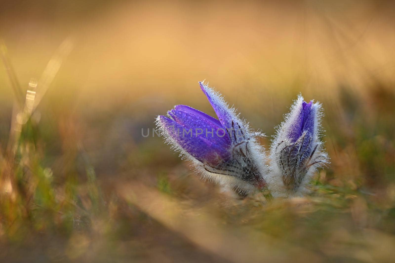 Spring flower. Nature - meadow and sunset. Seasonal concept for springtime. Beautifully blossoming pasque flower and sun with a natural colored background. (Pulsatilla grandis) 