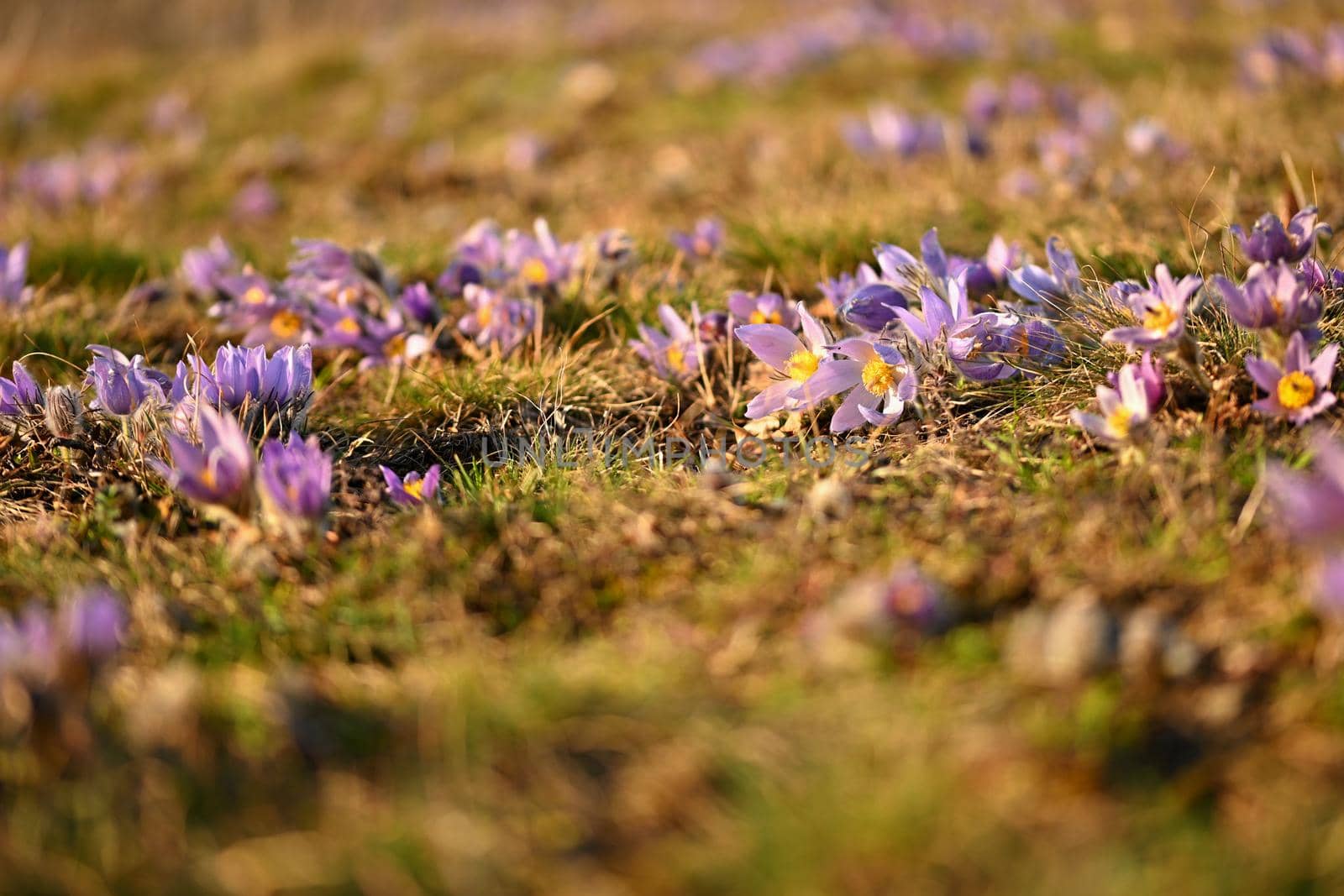 Spring flower. Nature - meadow and sunset. Seasonal concept for springtime. Beautifully blossoming pasque flower and sun with a natural colored background. (Pulsatilla grandis) 