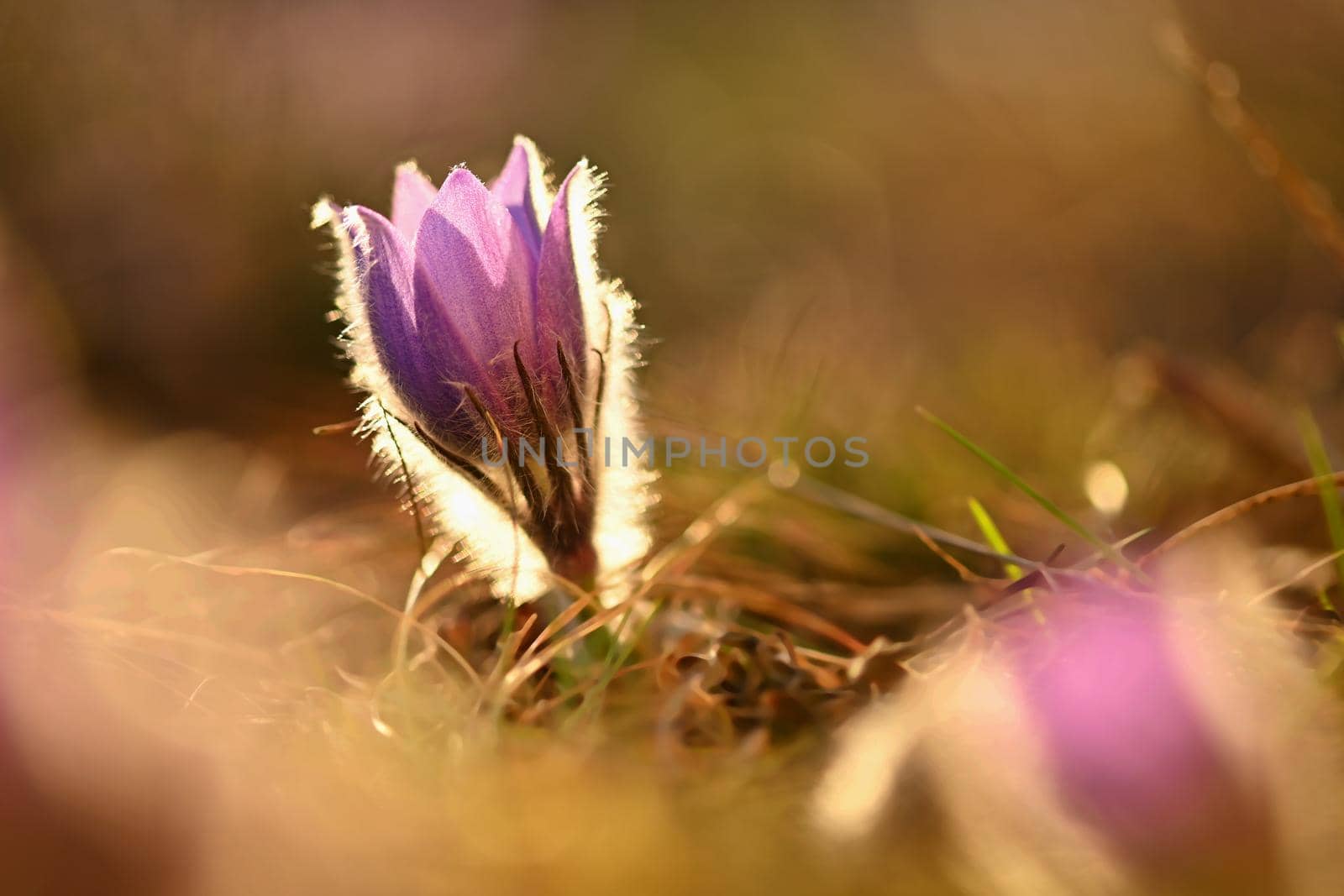 Spring background with flowers on meadow. Beautiful blooming pasque flower at sunset. Spring nature, colorful natural blurred background.