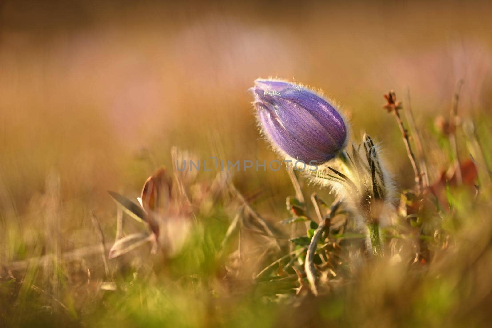 Spring flower. Nature - meadow and sunset. Seasonal concept for springtime. Beautifully blossoming pasque flower and sun with a natural colored background. (Pulsatilla grandis) 