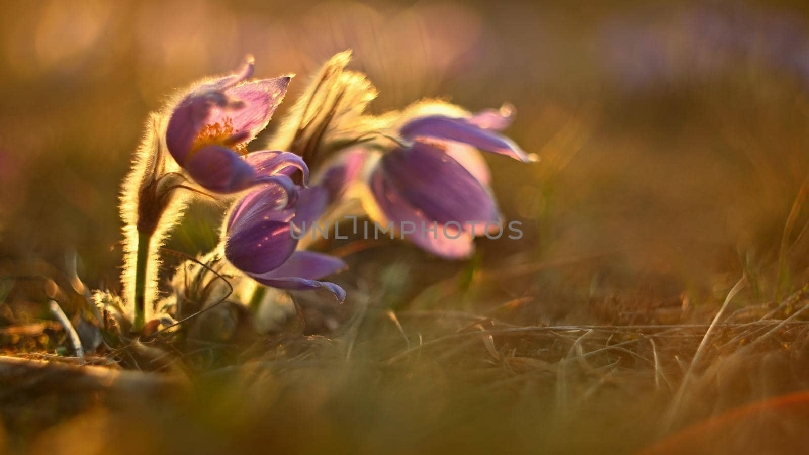 Spring background with flowers on meadow. Beautiful blooming pasque flower at sunset. Spring nature, colorful natural blurred background.