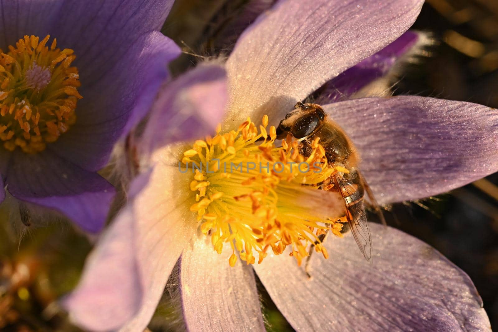 Spring flower with a bee. Beautifully blossoming pasque flower and sun with a natural colored background. (Pulsatilla grandis) Springtime season.