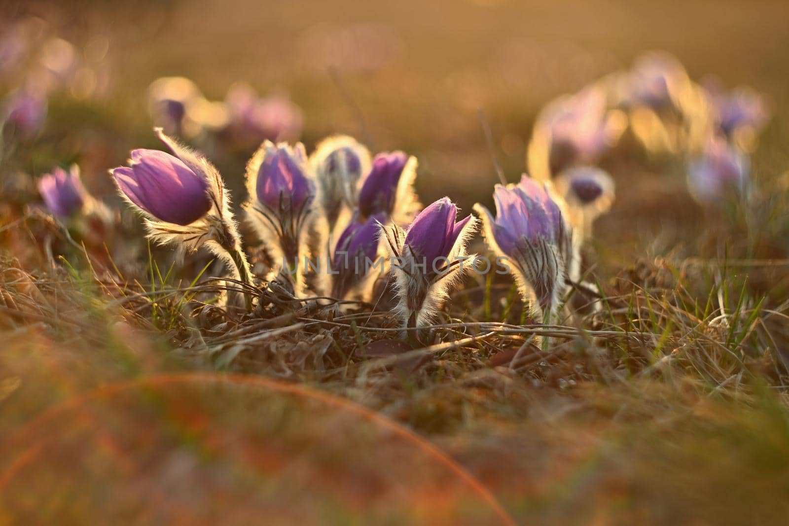 Spring flower. Nature - meadow and sunset. Seasonal concept for springtime. Beautifully blossoming pasque flower and sun with a natural colored background. (Pulsatilla grandis) 