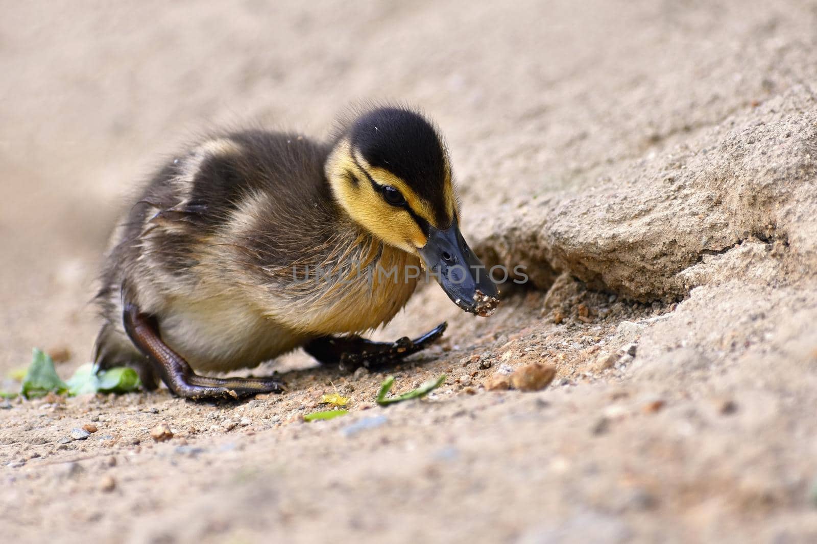 Beautiful young duck on the surface of a pond. Wildlife on a sunny summer day. Young water bird.